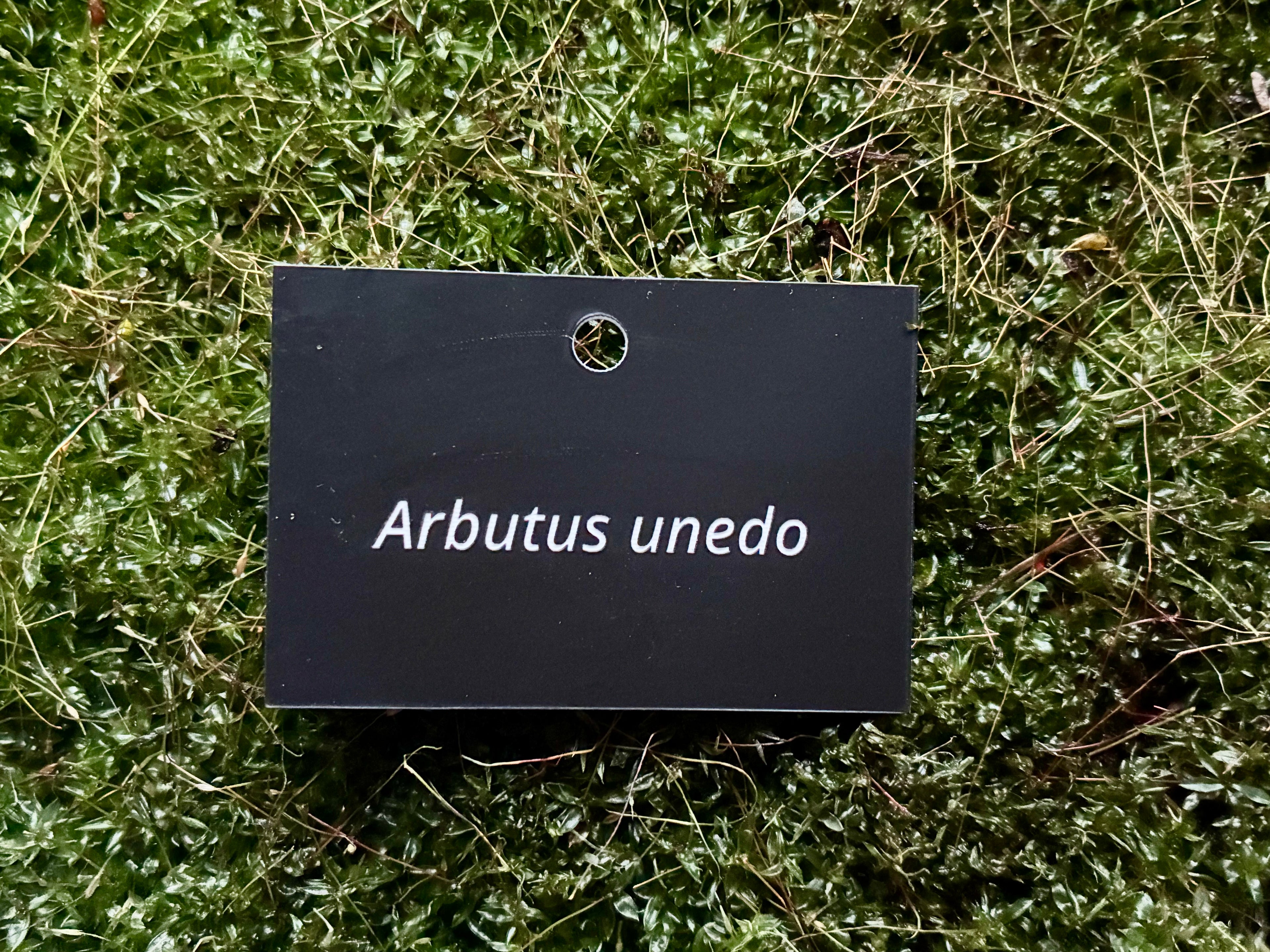 Arbutus unedo - Plant label