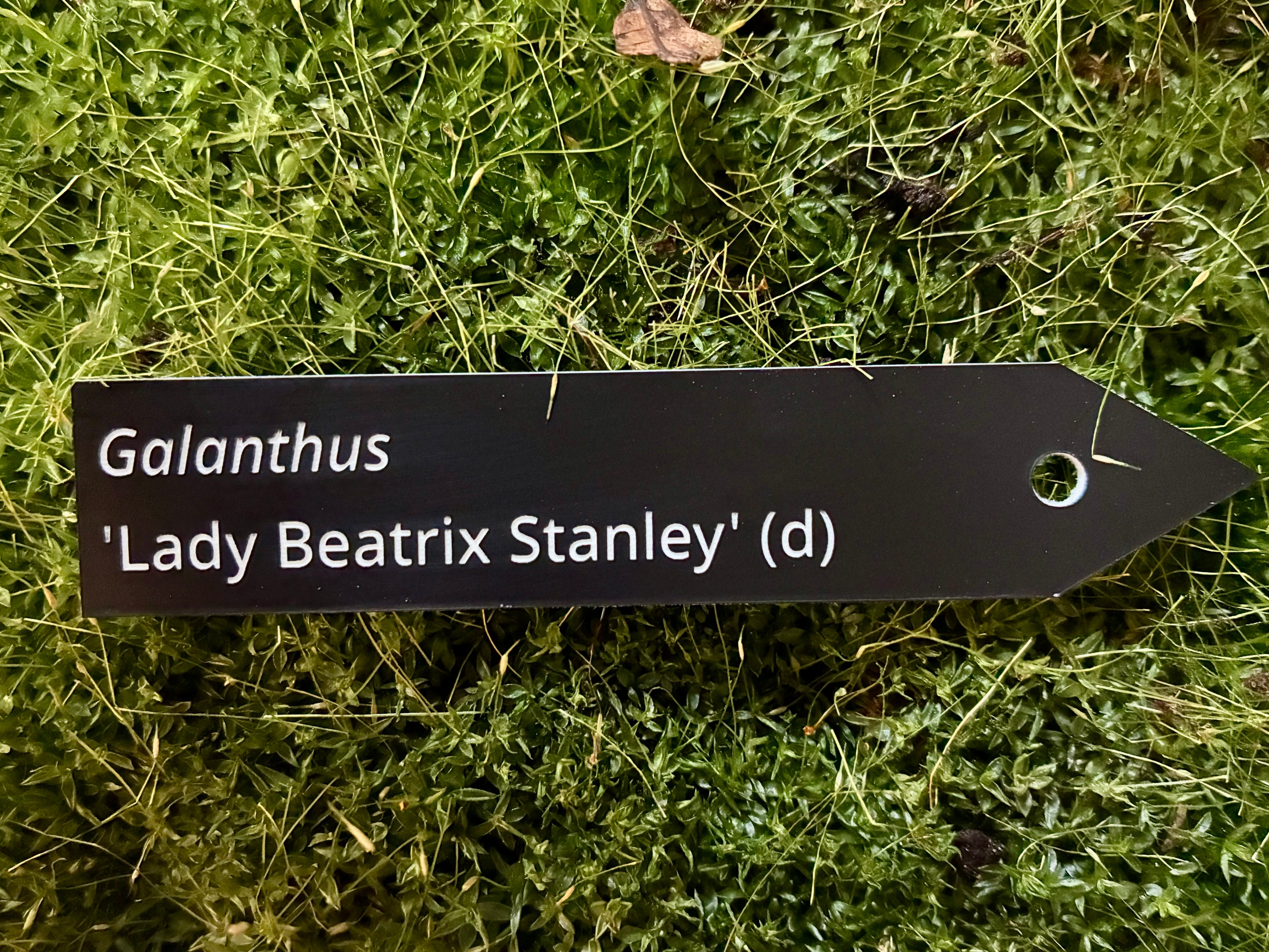 Galanthus 'Lady Beatrix Stanley' (d) - Plant label