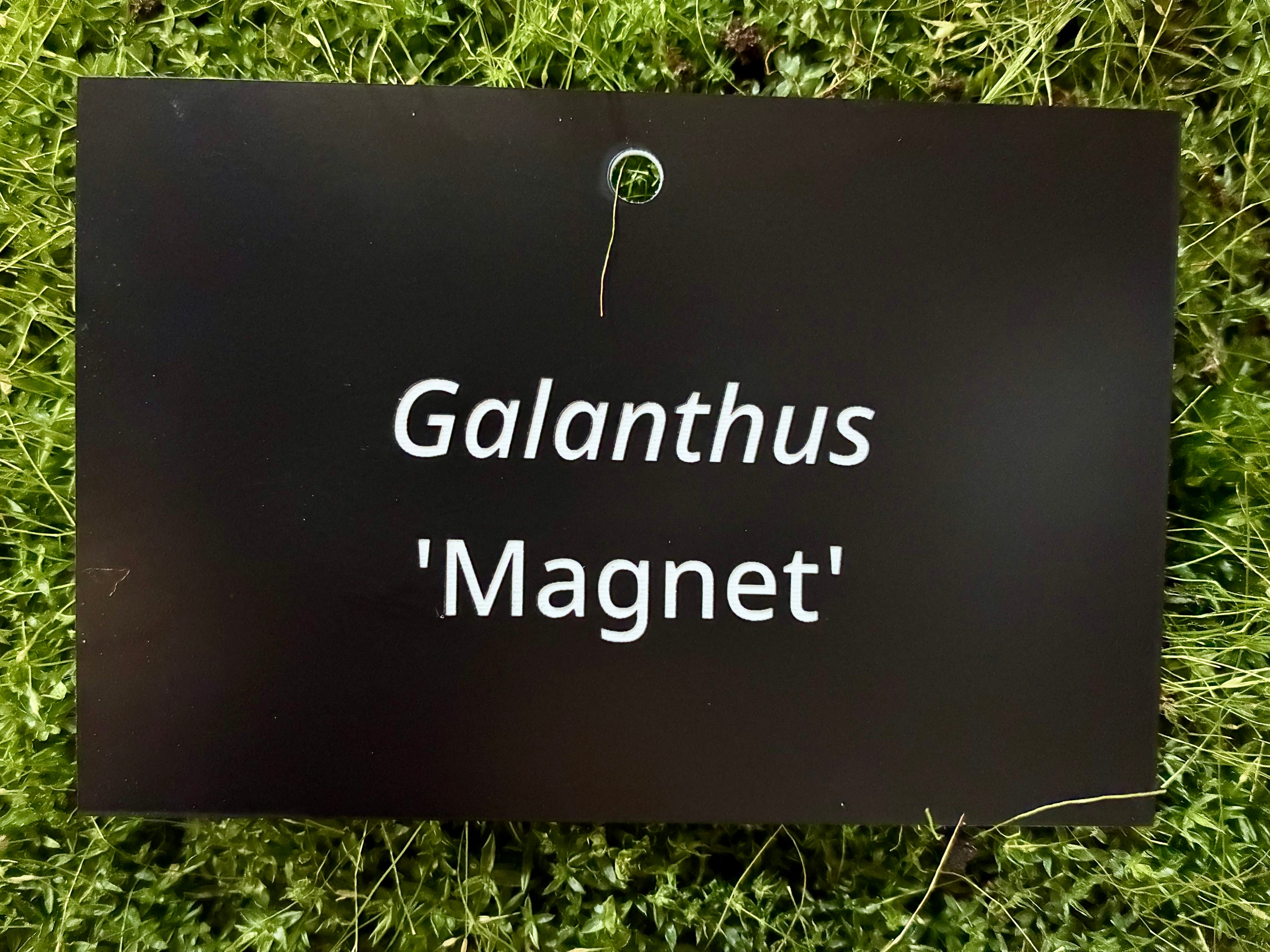 Galanthus 'Magnet' - Plant label