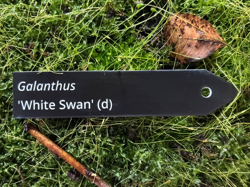 Galanthus 'White Swan' (d) - Plant label