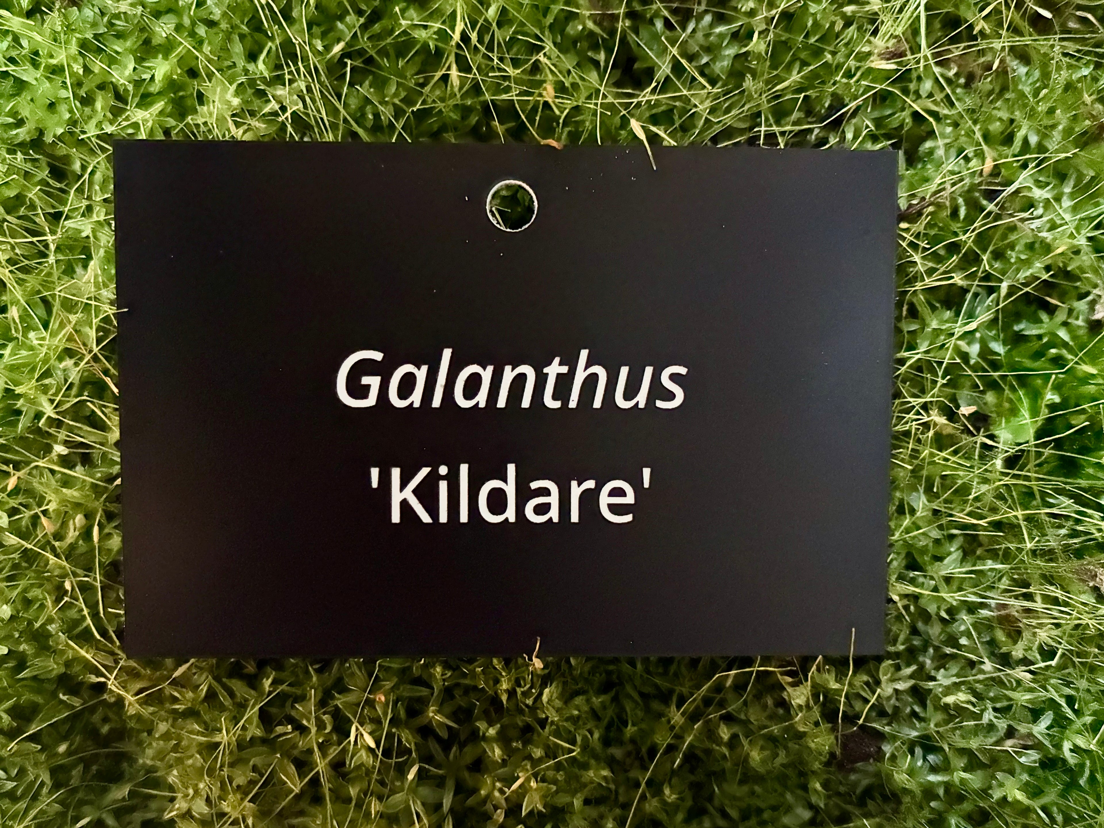 Galanthus 'Kildare' - Plant label