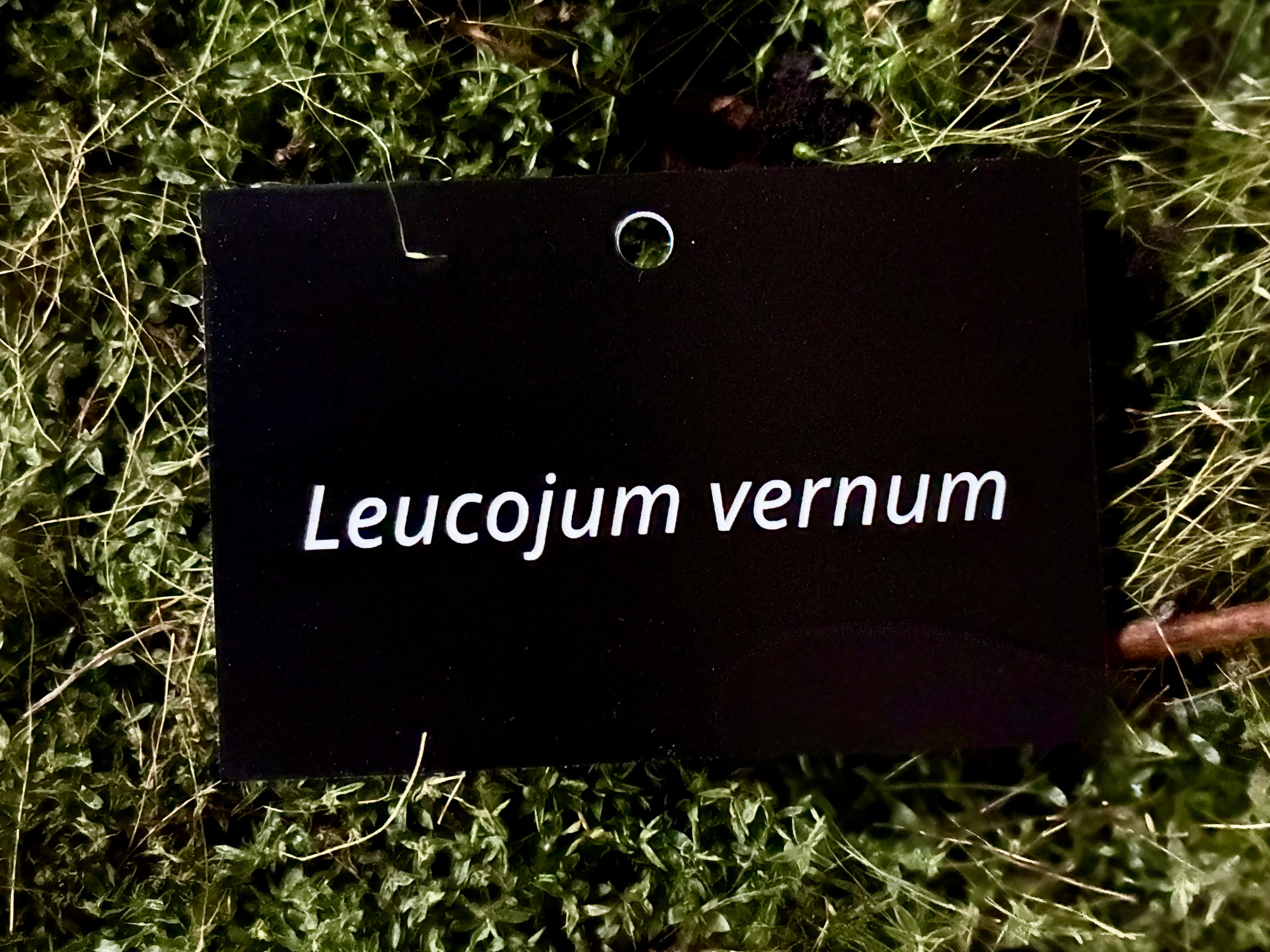 Leucojum vernum - Plant label