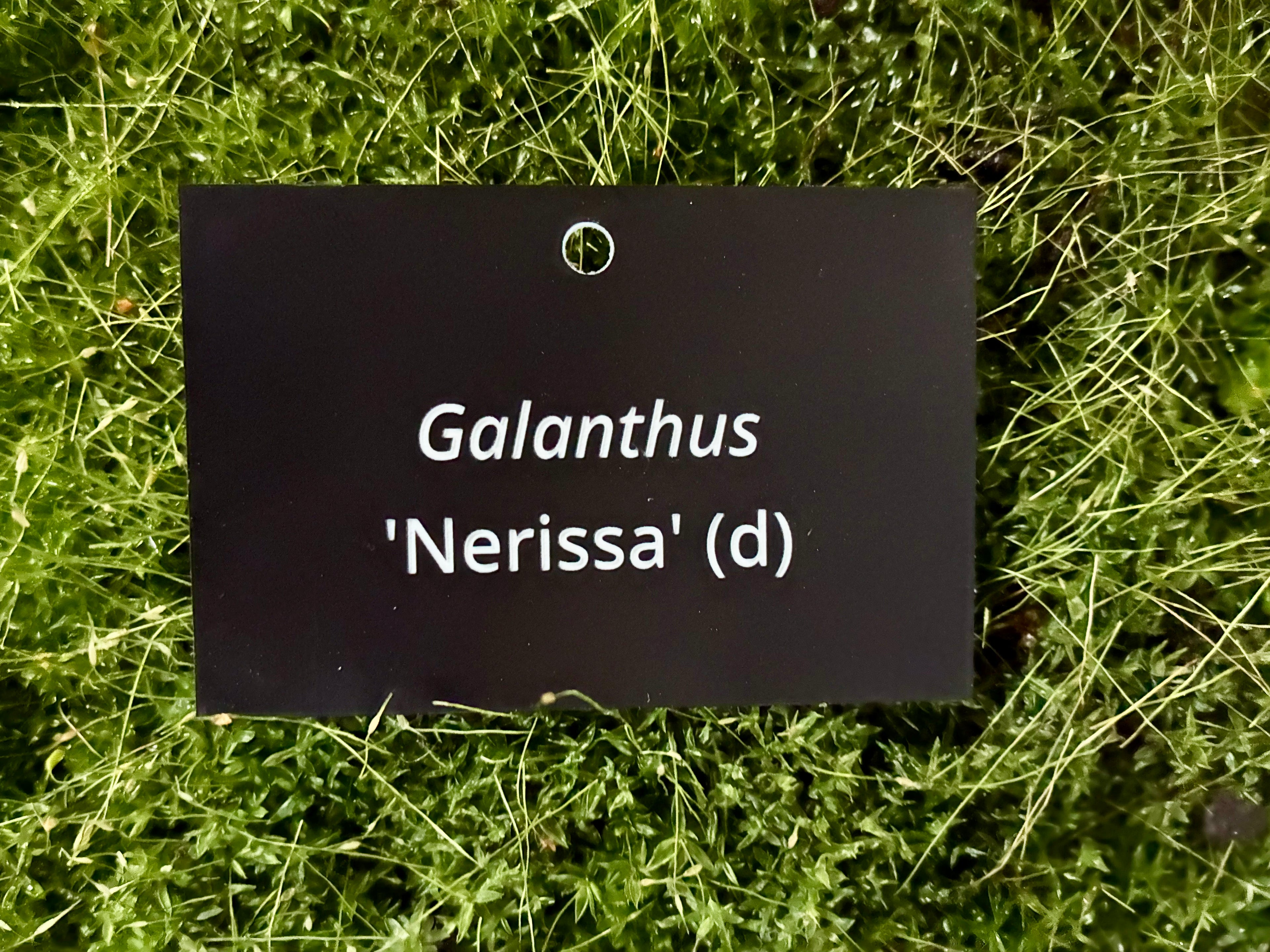 Galanthus 'Nerissa' (d) - Plant label