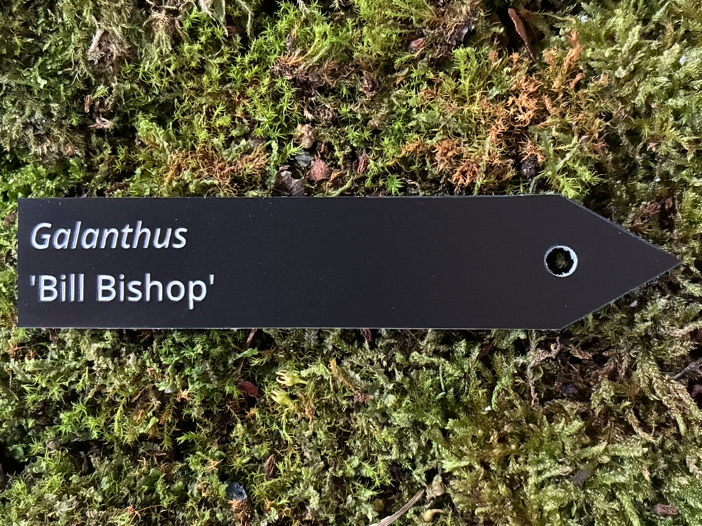 Galanthus 'Bill Bishop' - Plant label