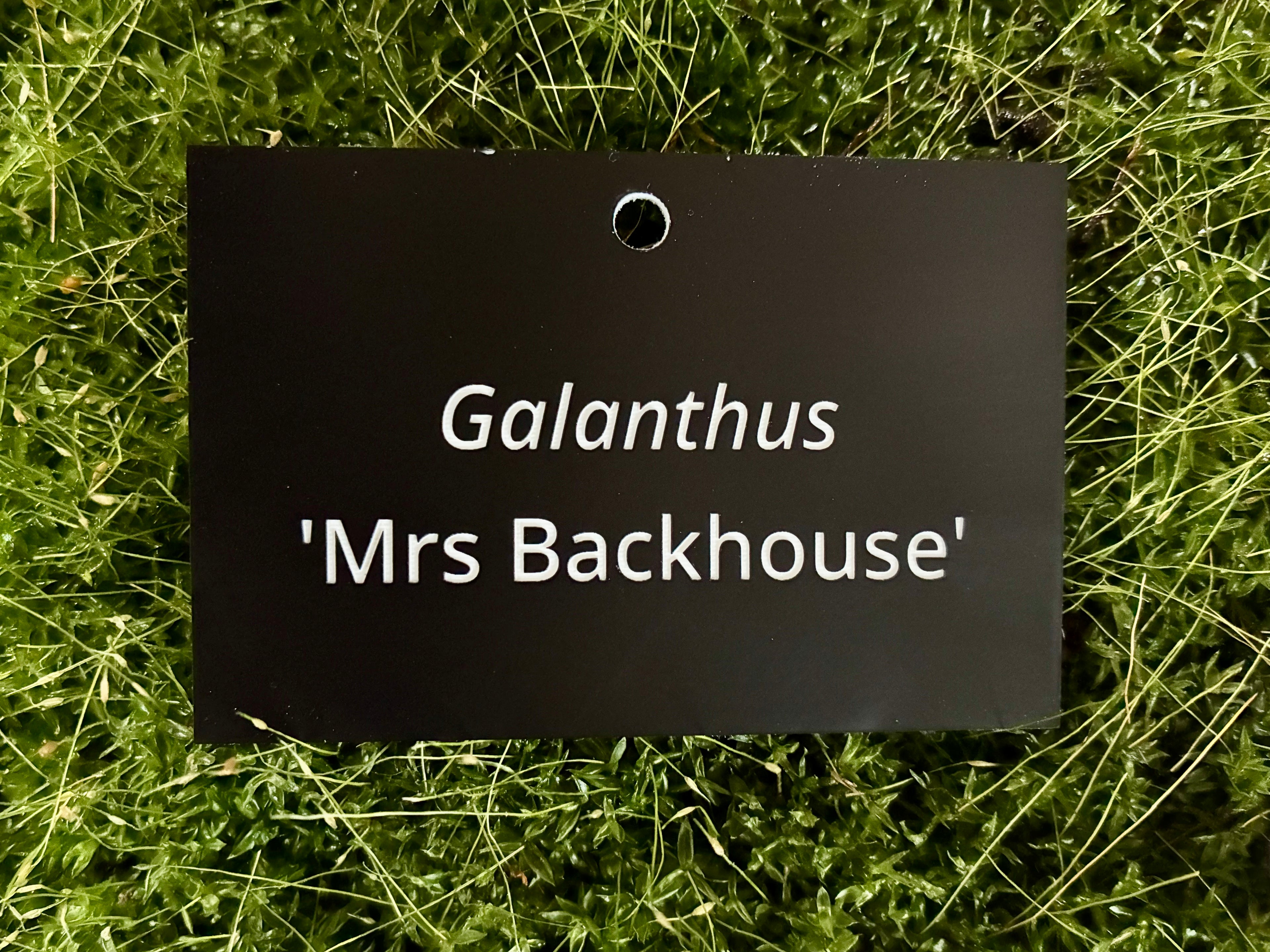 Galanthus 'Mrs Backhouse' - Plant label