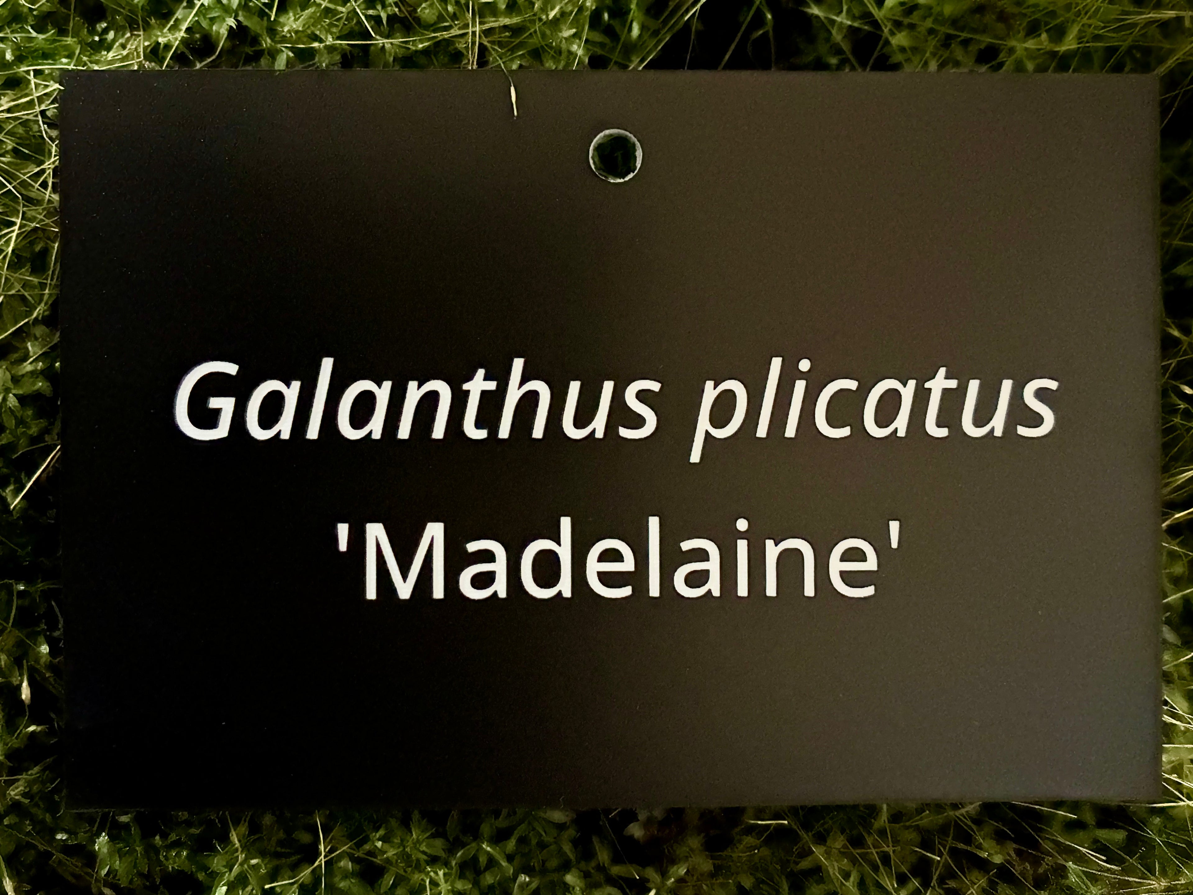 Galanthus plicatus 'Madelaine' - Plant label