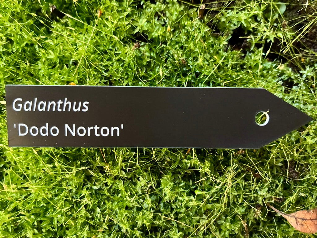 Galanthus 'Dodo Norton' - Plant label