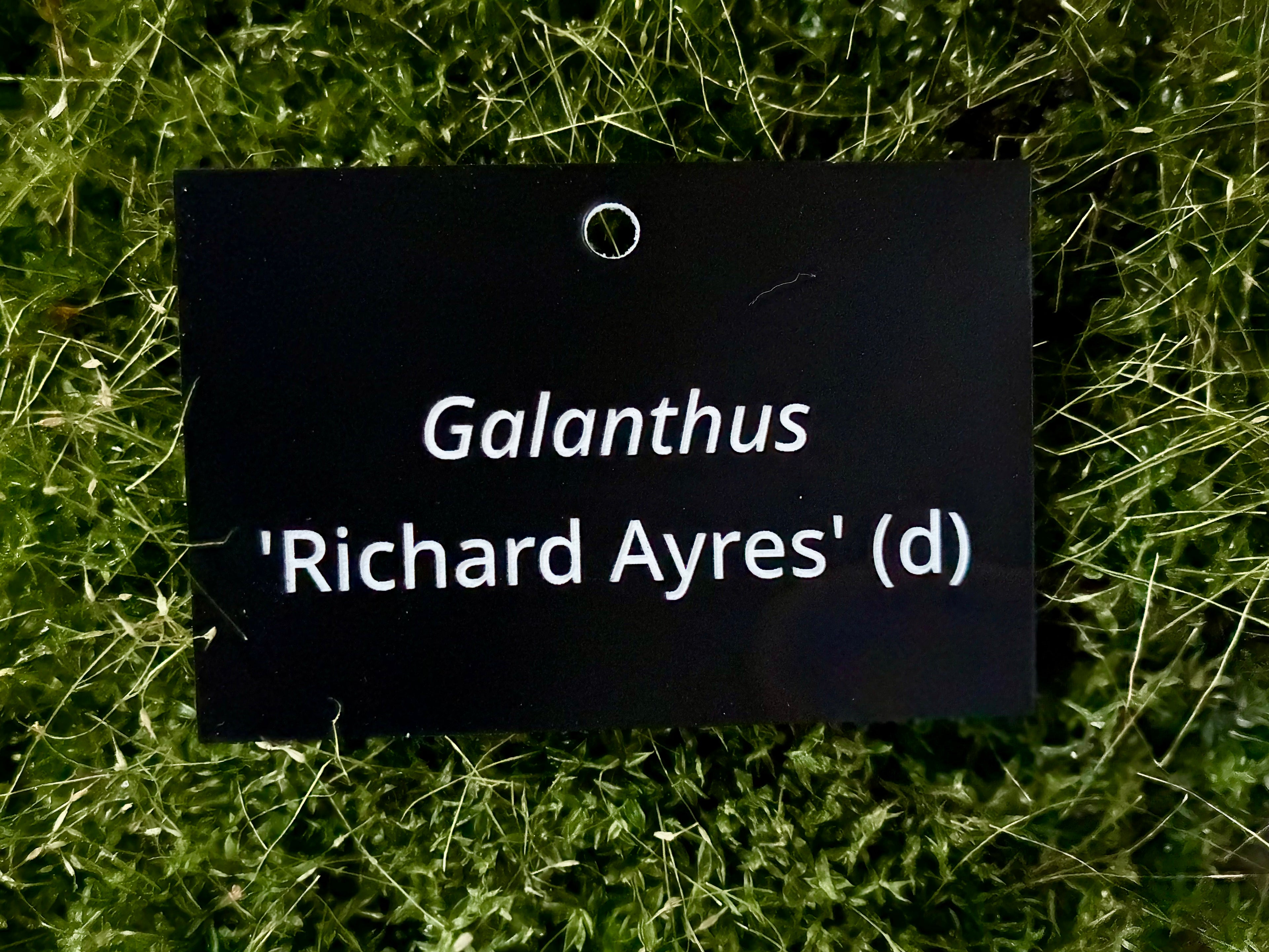 Galanthus 'Richard Ayres' (d) - Plant label