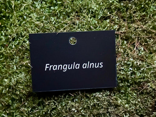 Frangula alnus - Plant label