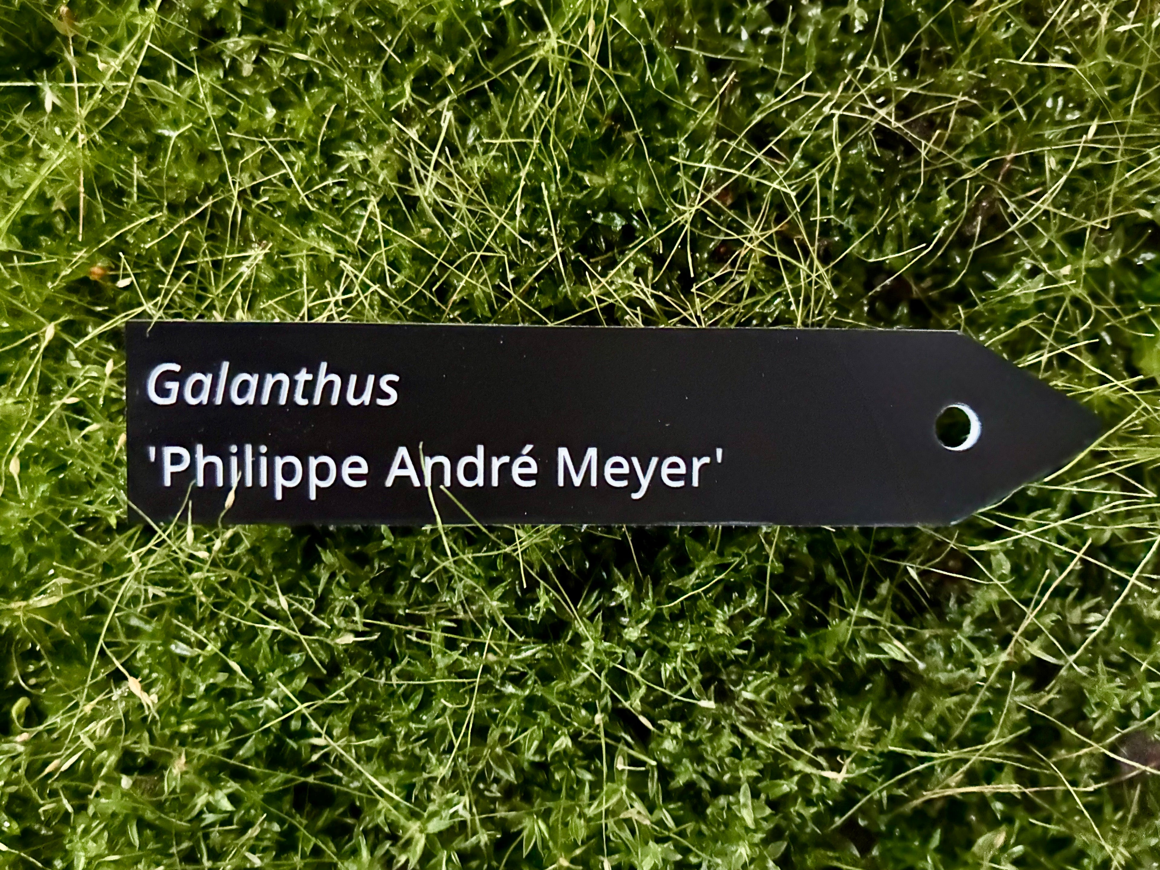 Galanthus 'Philippe André Meyer' - Plant label