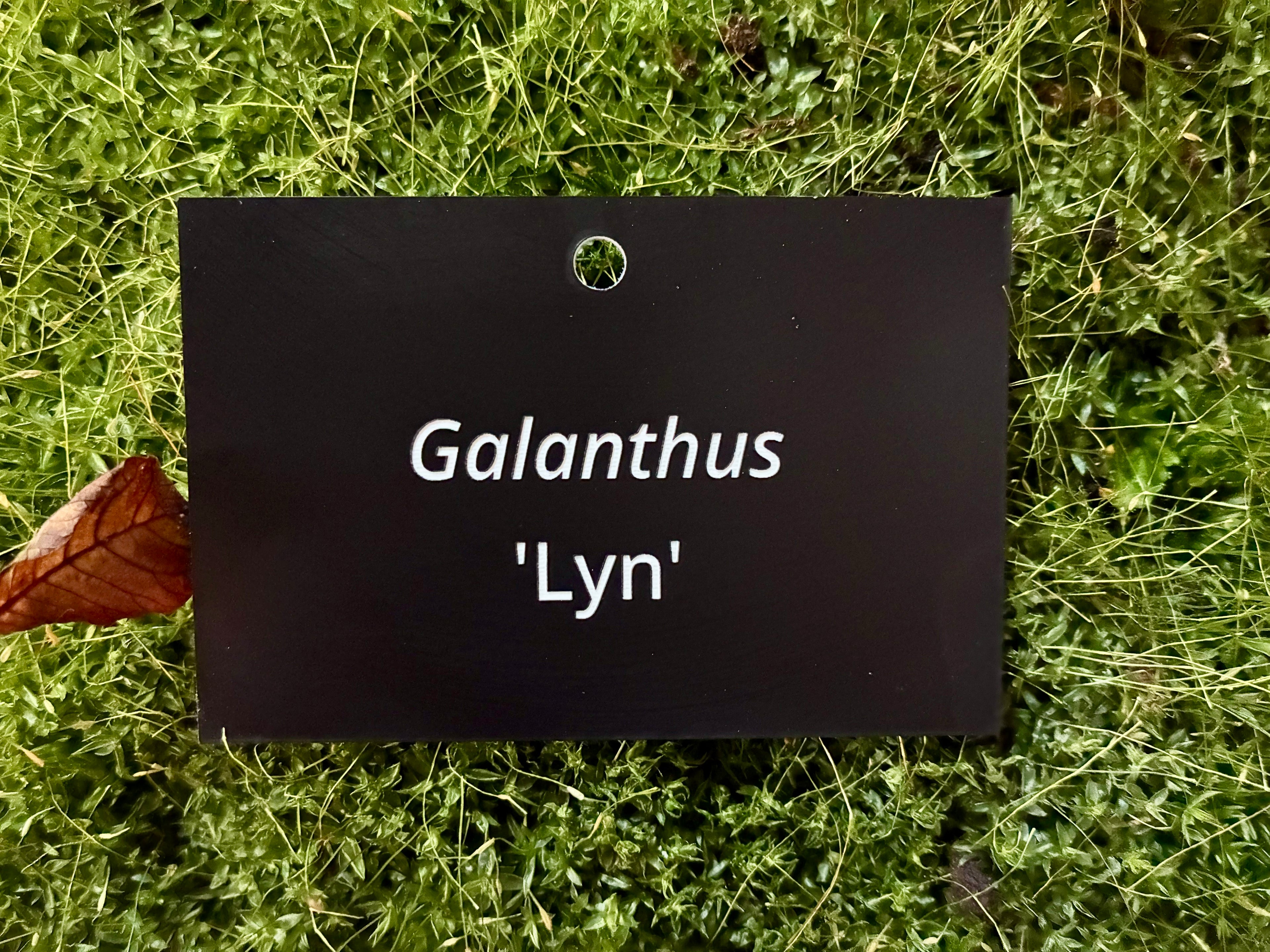 Galanthus 'Lyn' - Plant label