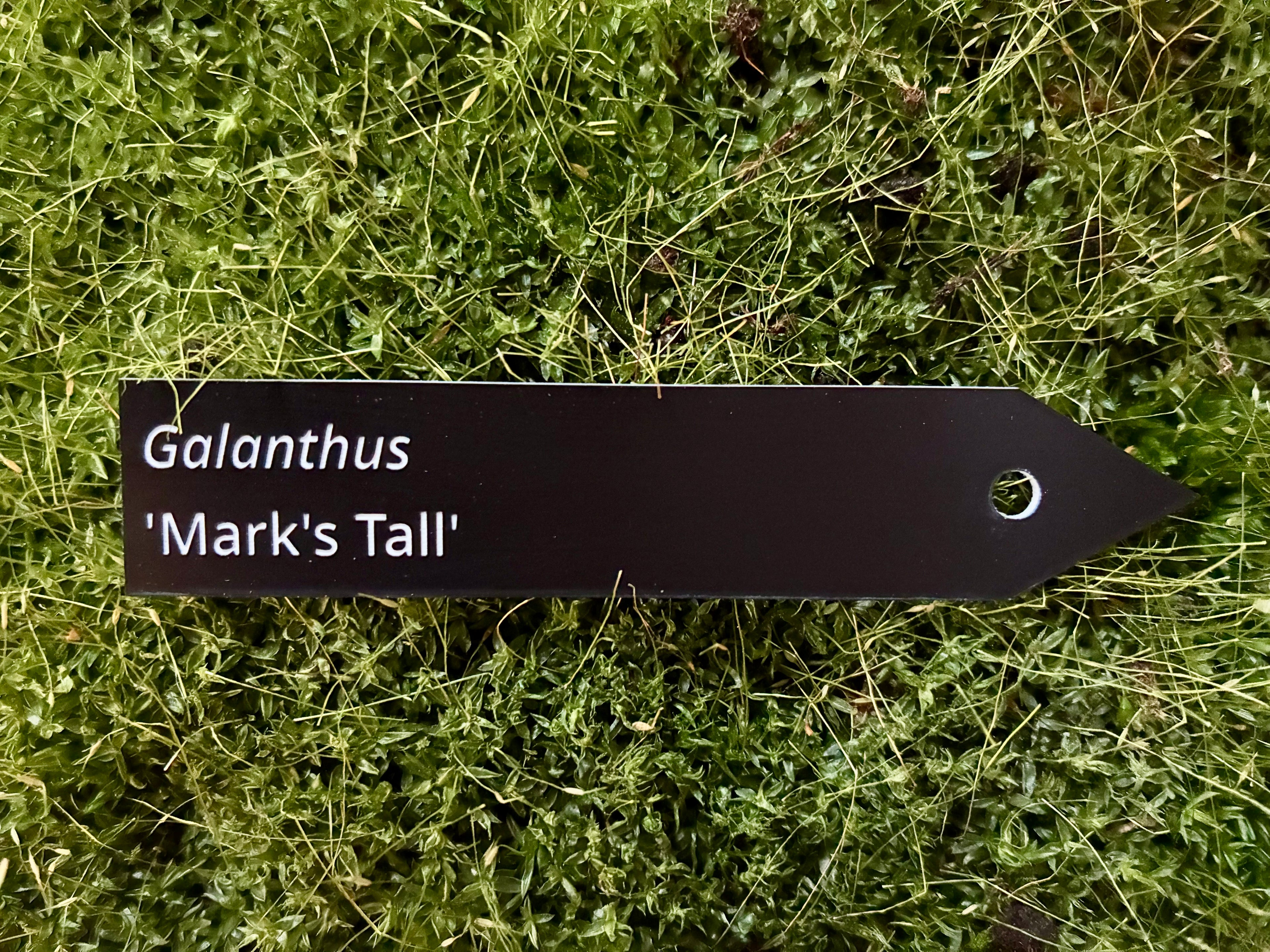 Galanthus 'Mark's Tall' - Plant label