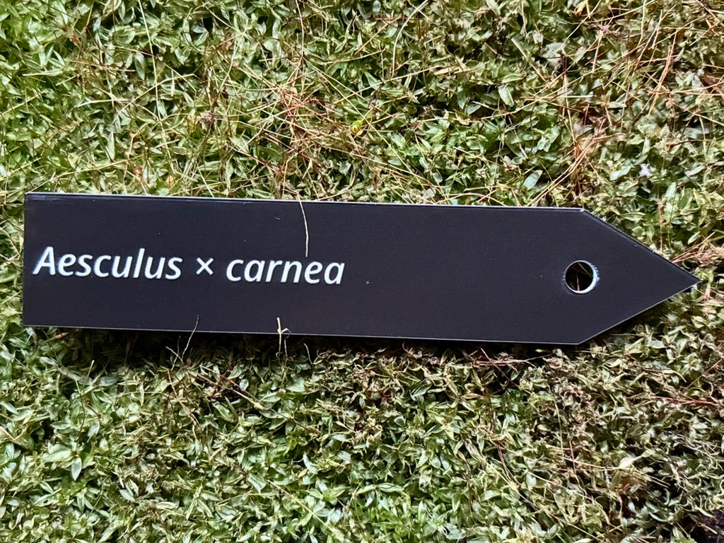 Aesculus × carnea - Plant label