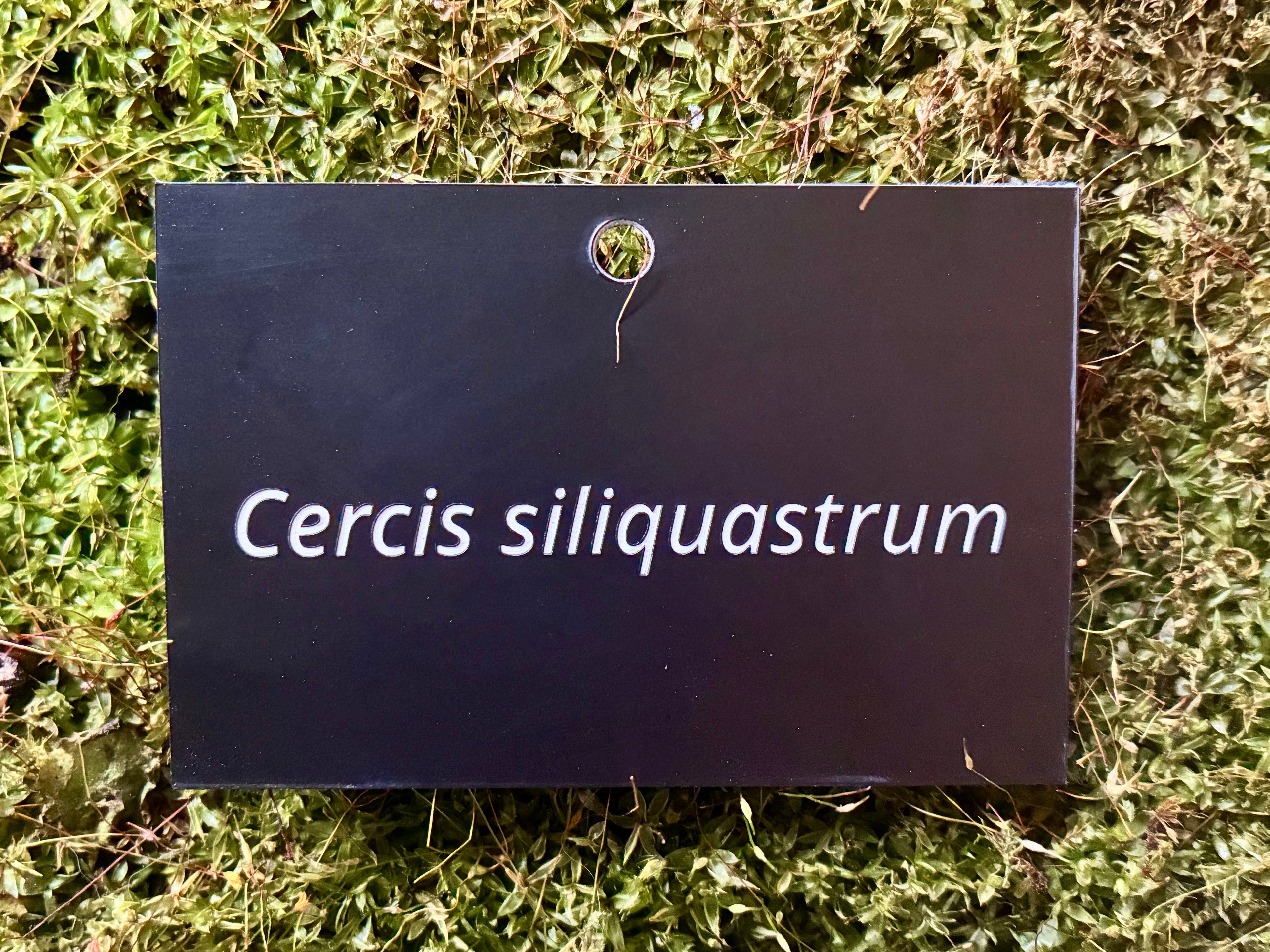 Cercis siliquastrum - Plant label