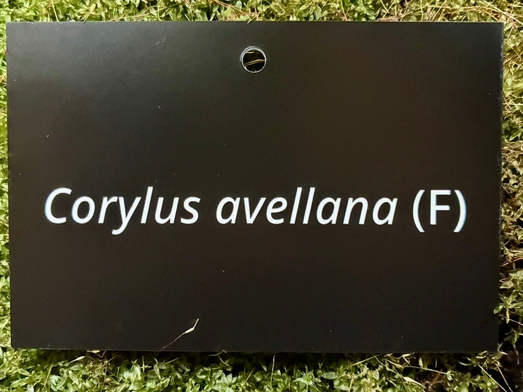 Corylus avellana (F) - Plant label