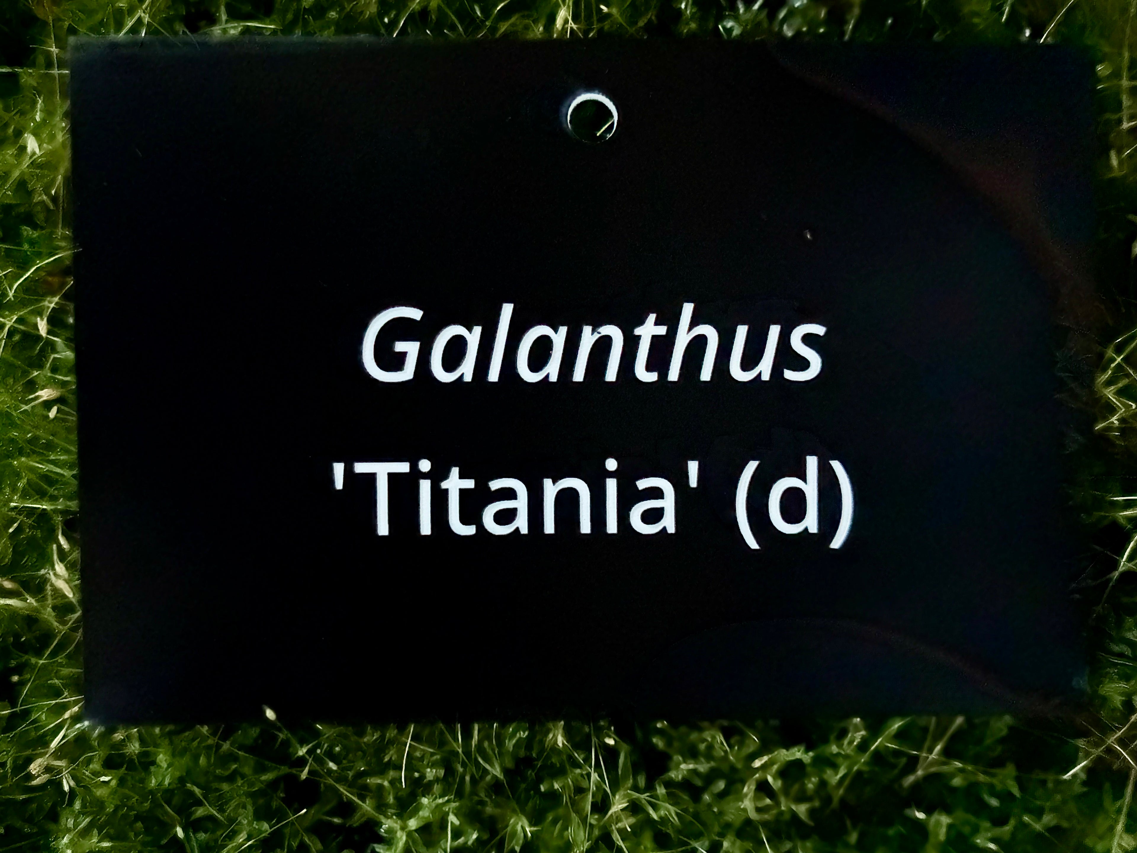 Galanthus 'Titania' (d) - Plant label
