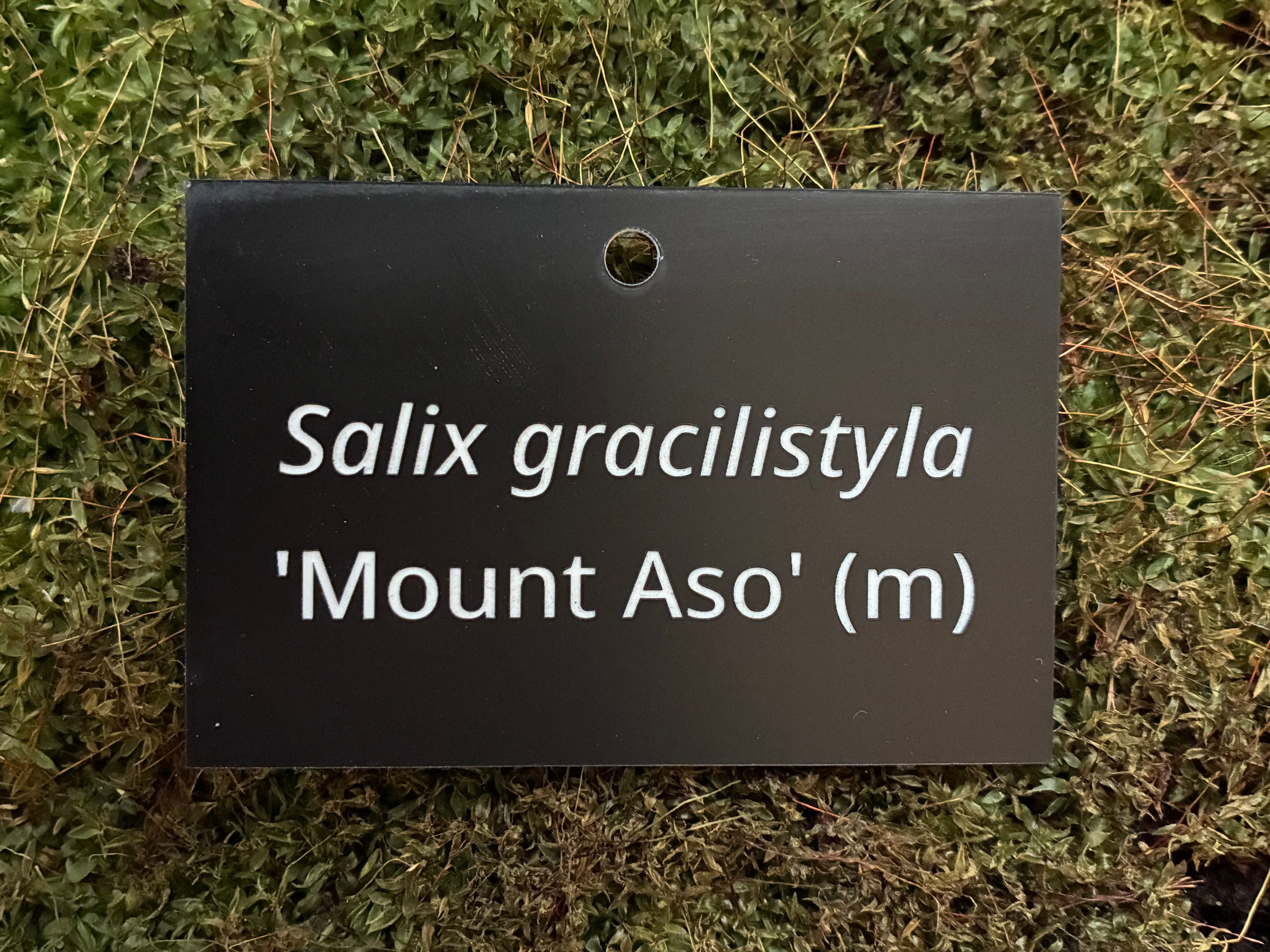 Salix gracilistyla 'Mount Aso' (m) - Plant label
