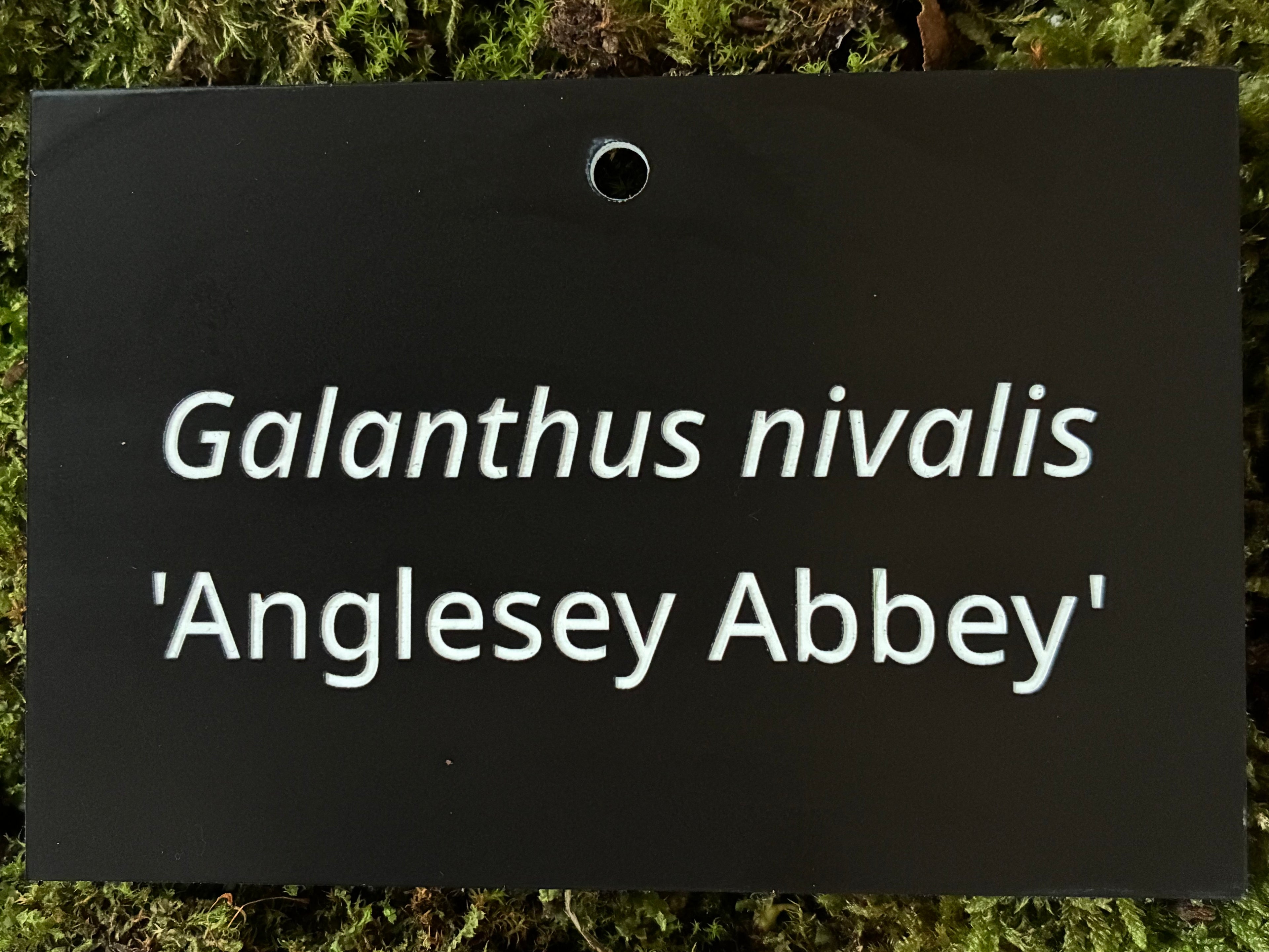 Galanthus nivalis 'Anglesey Abbey' - Plant label