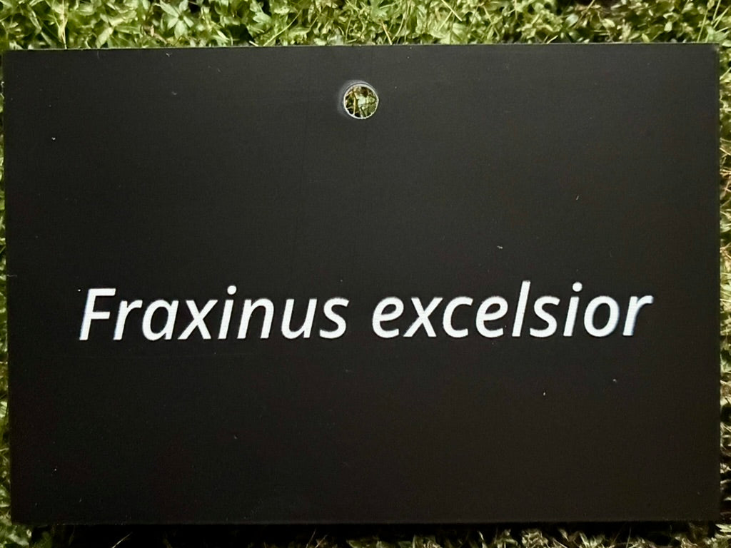 Fraxinus excelsior - Plant label