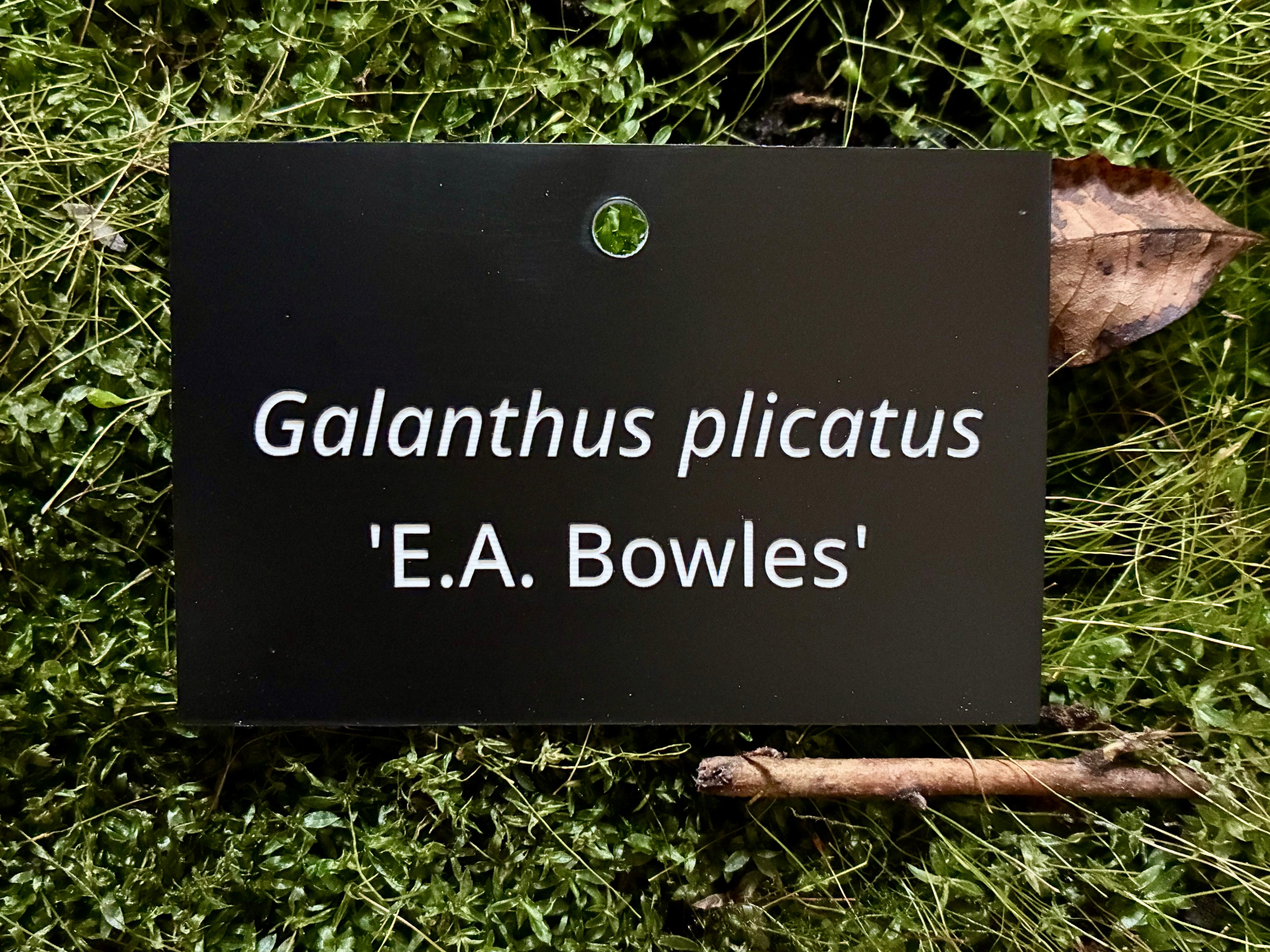 Galanthus plicatus 'E.A. Bowles' - Plant label
