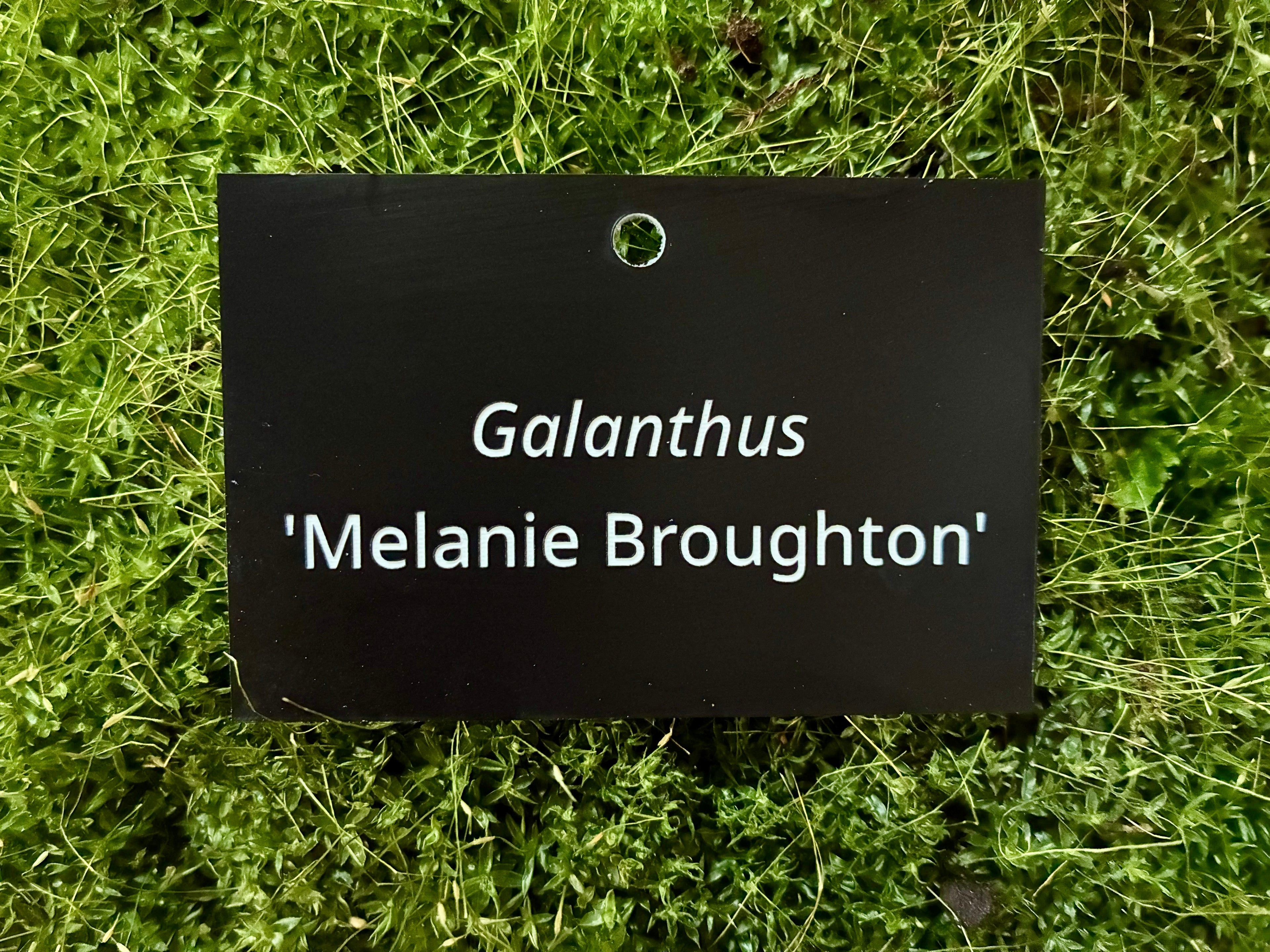 Galanthus 'Melanie Broughton' - Plant label