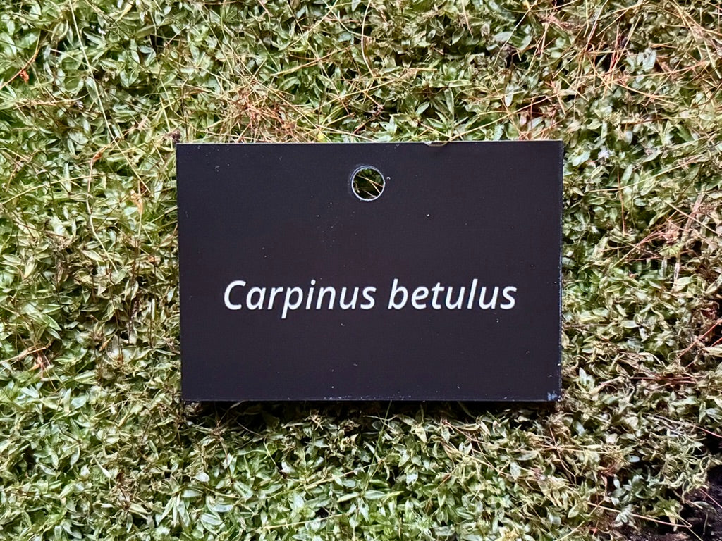 Carpinus betulus - Plant label