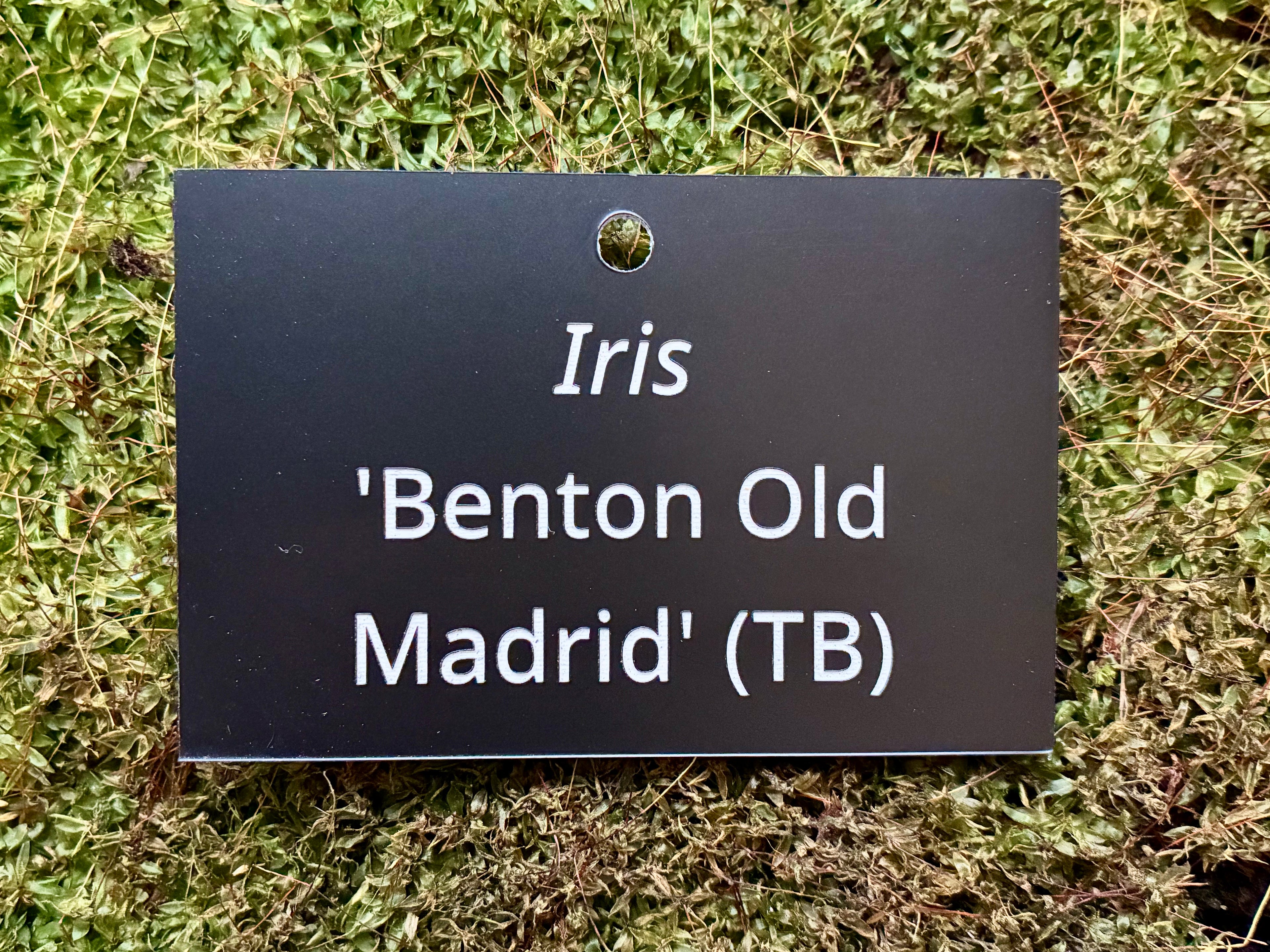 Iris 'Benton Old Madrid' (TB) - Plant label