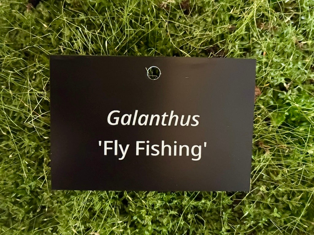Galanthus 'Fly Fishing' - Plant label