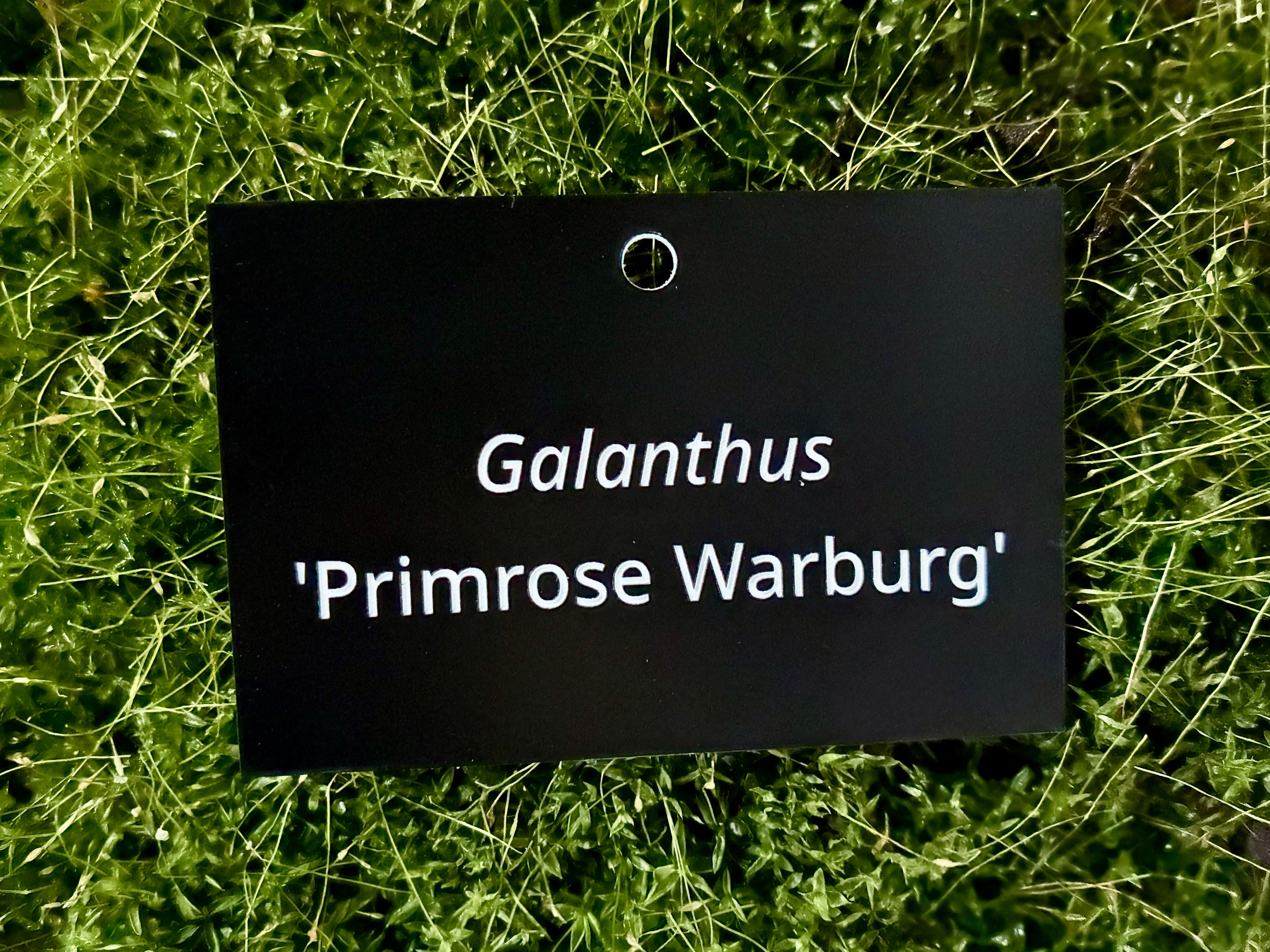 Galanthus 'Primrose Warburg' - Plant label