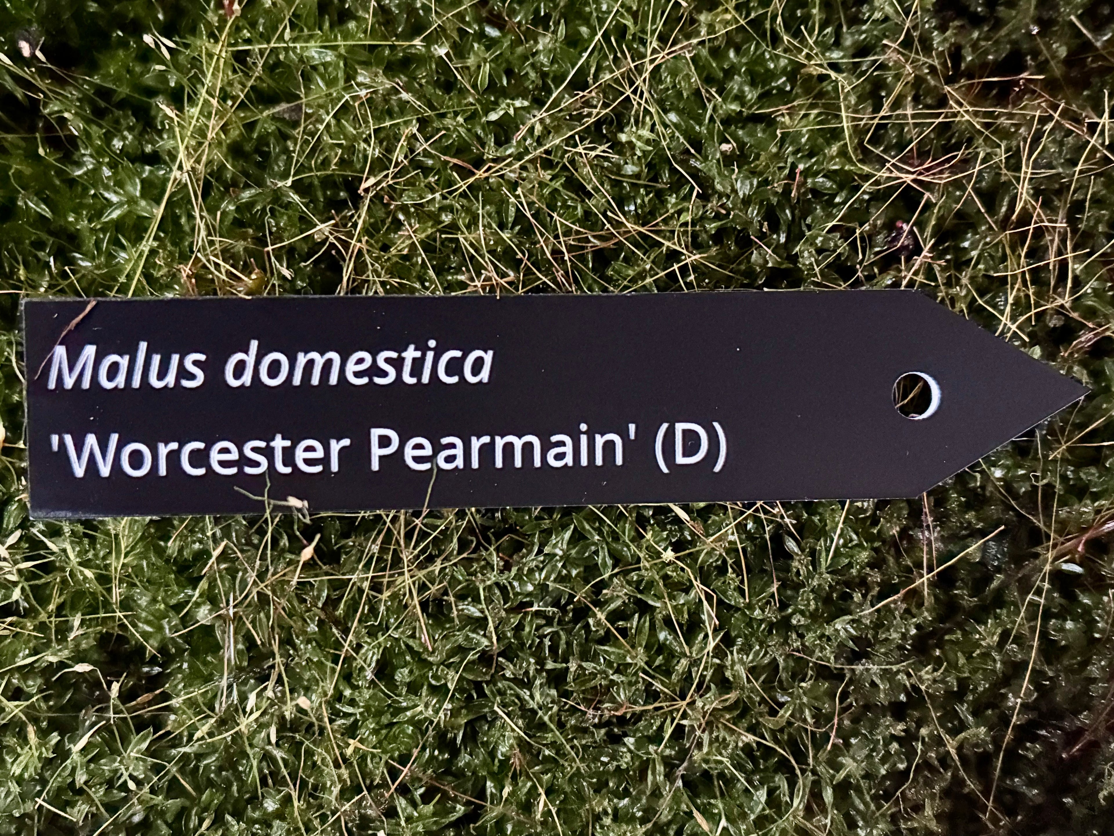 Malus domestica 'Worcester Pearmain' (D) - Plant label