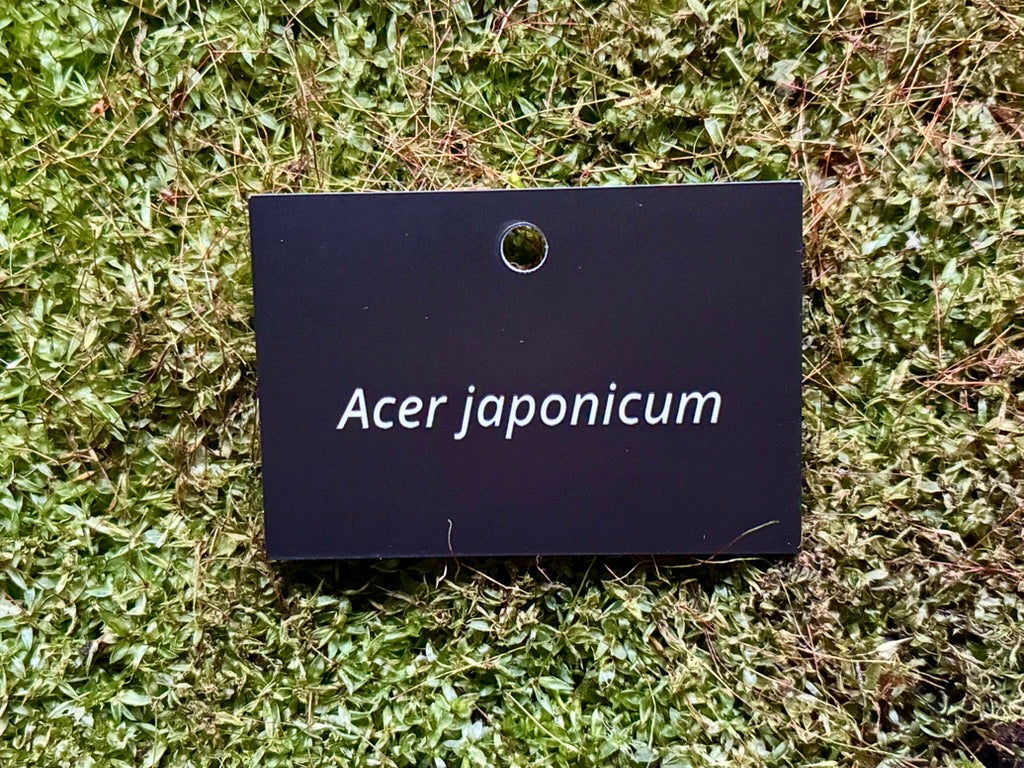 Acer japonicum - Plant label
