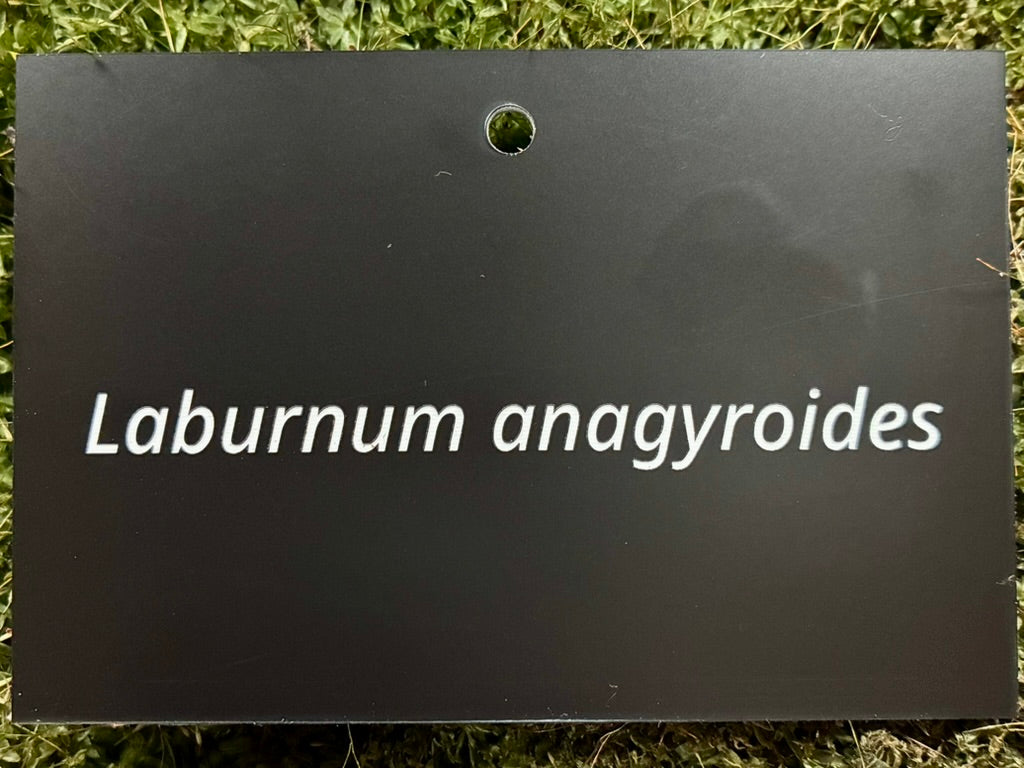 Laburnum anagyroides - Plant label