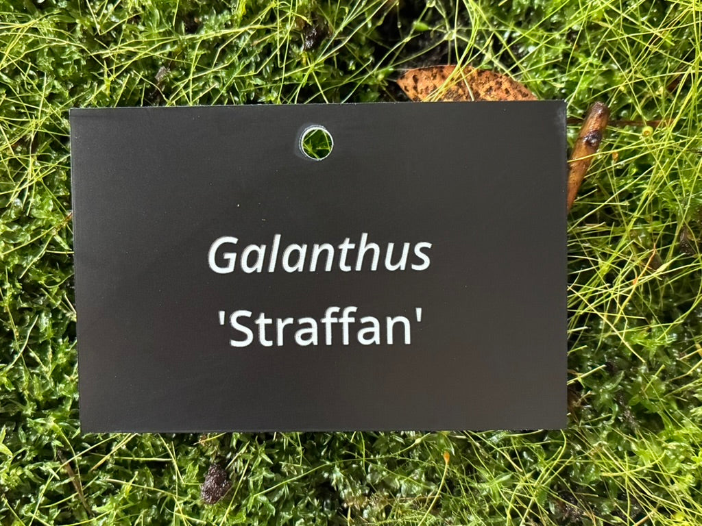 Galanthus 'Straffan' - Plant label