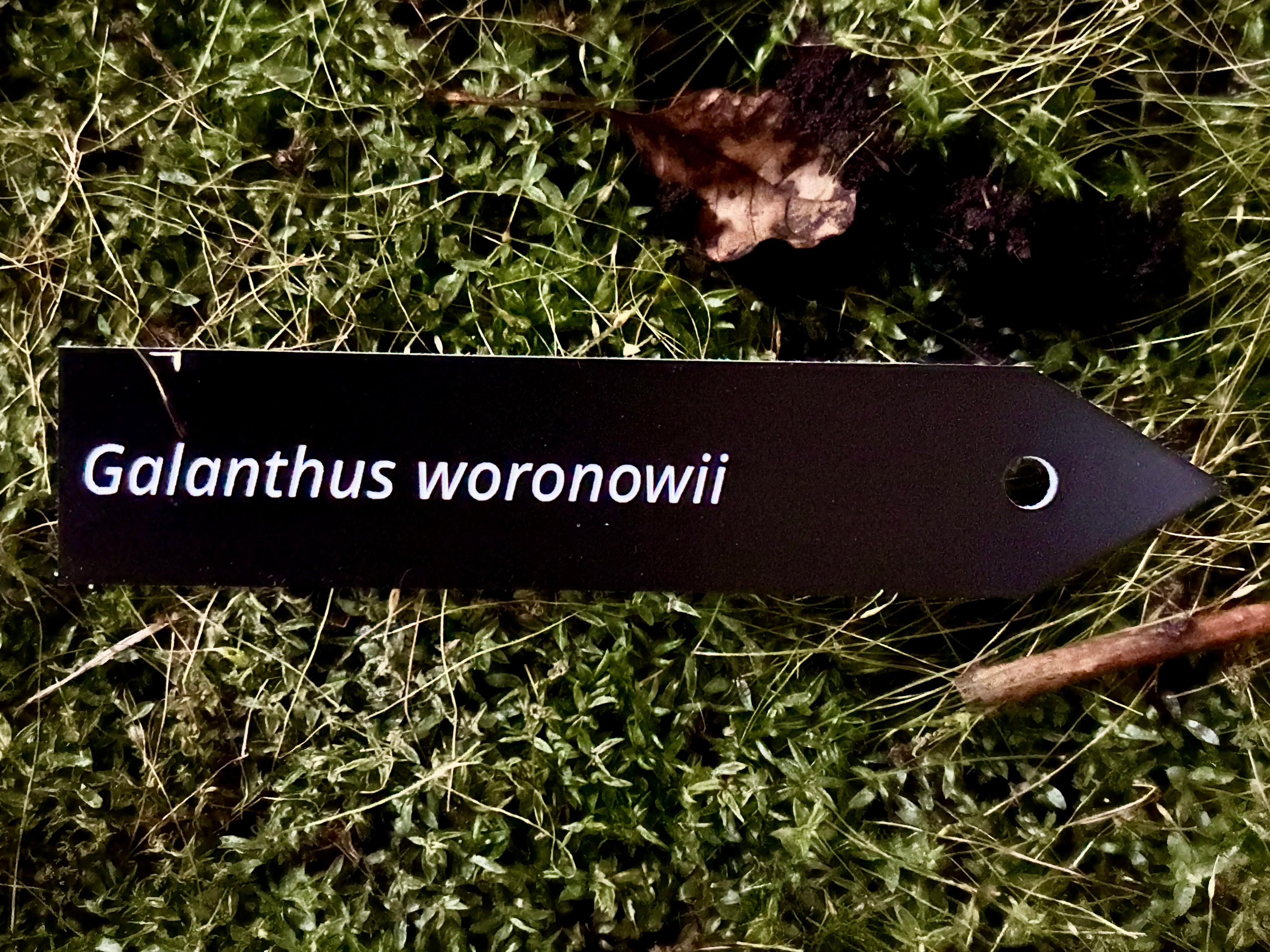 Galanthus woronowii - Plant label
