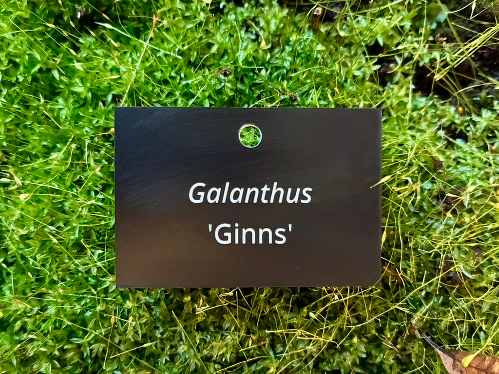 Galanthus 'Ginns' - Plant label