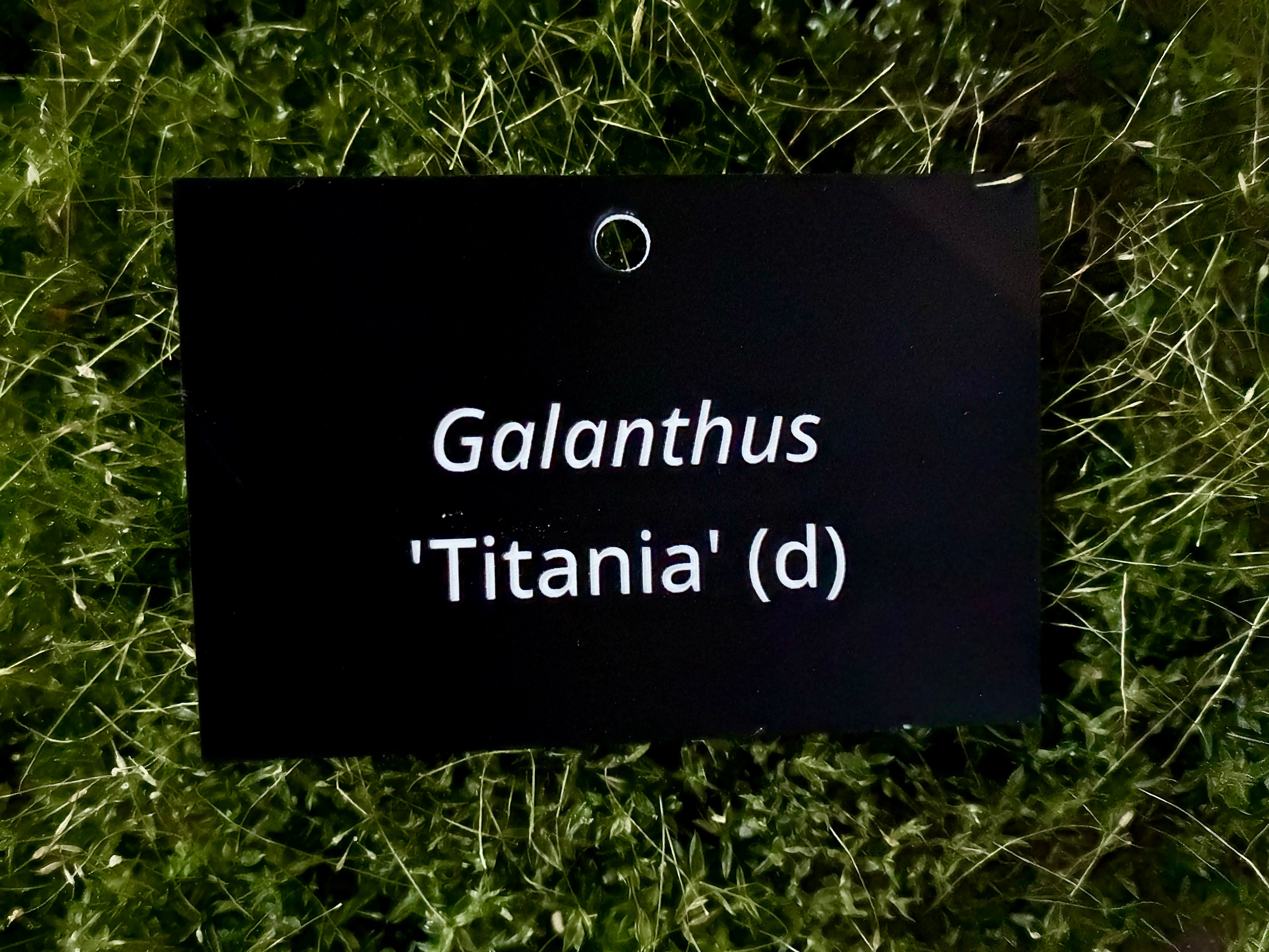 Galanthus 'Titania' (d) - Plant label