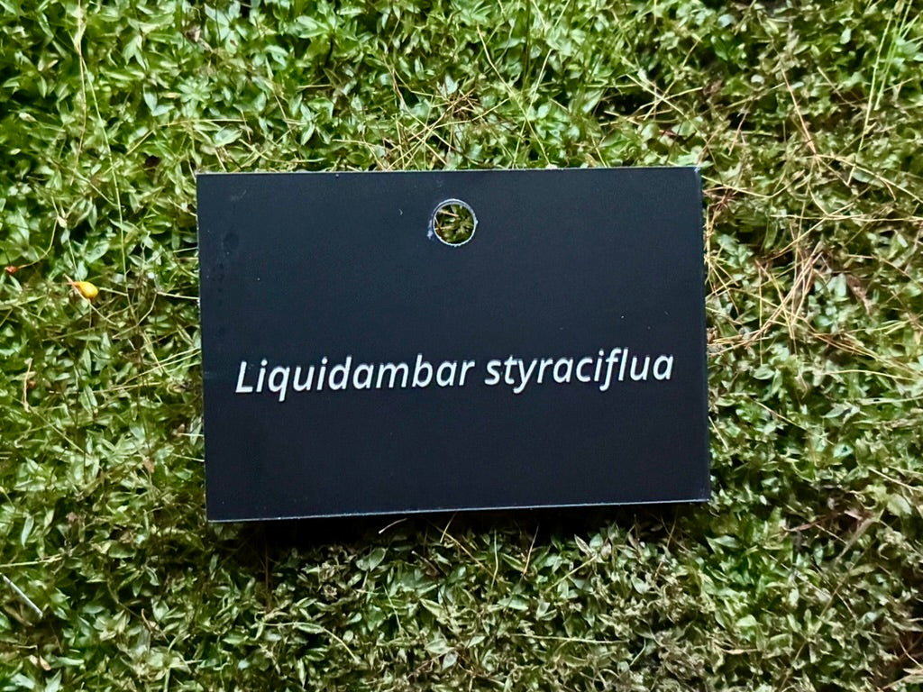 Liquidambar styraciflua - Plant label