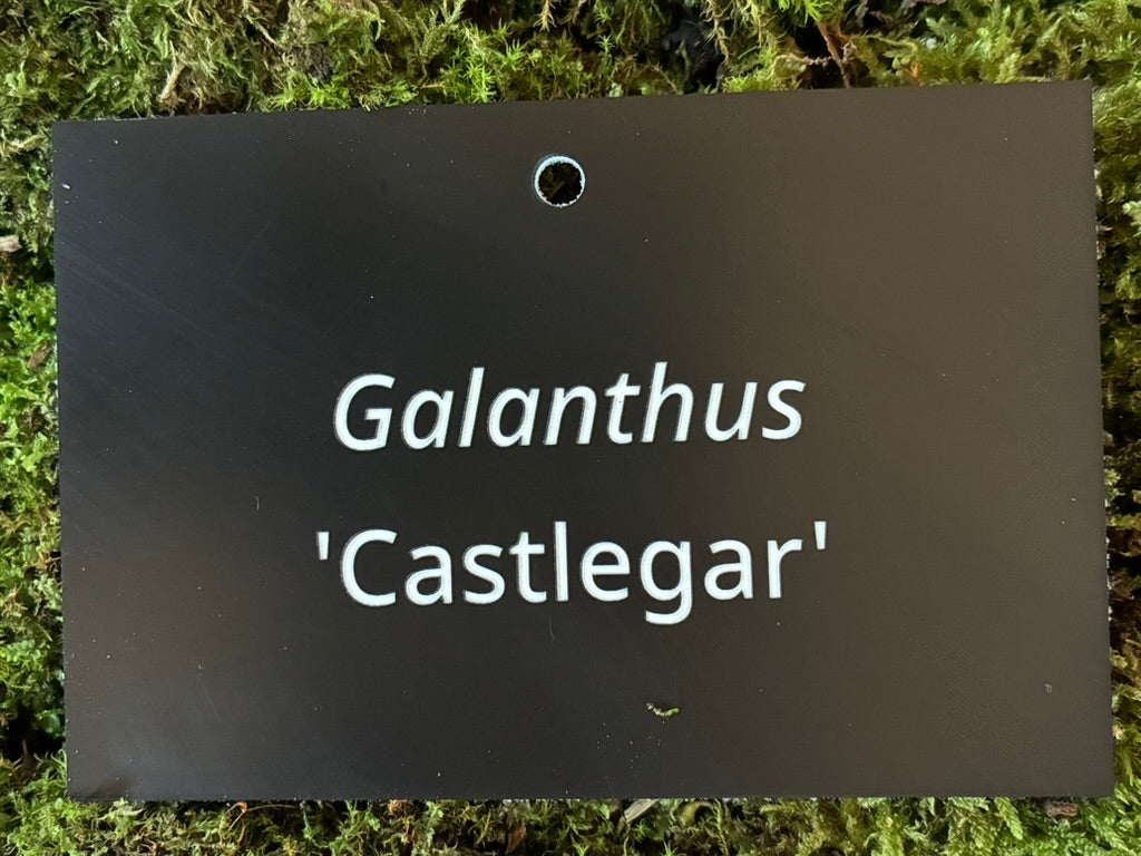 Galanthus 'Castlegar' - Plant label