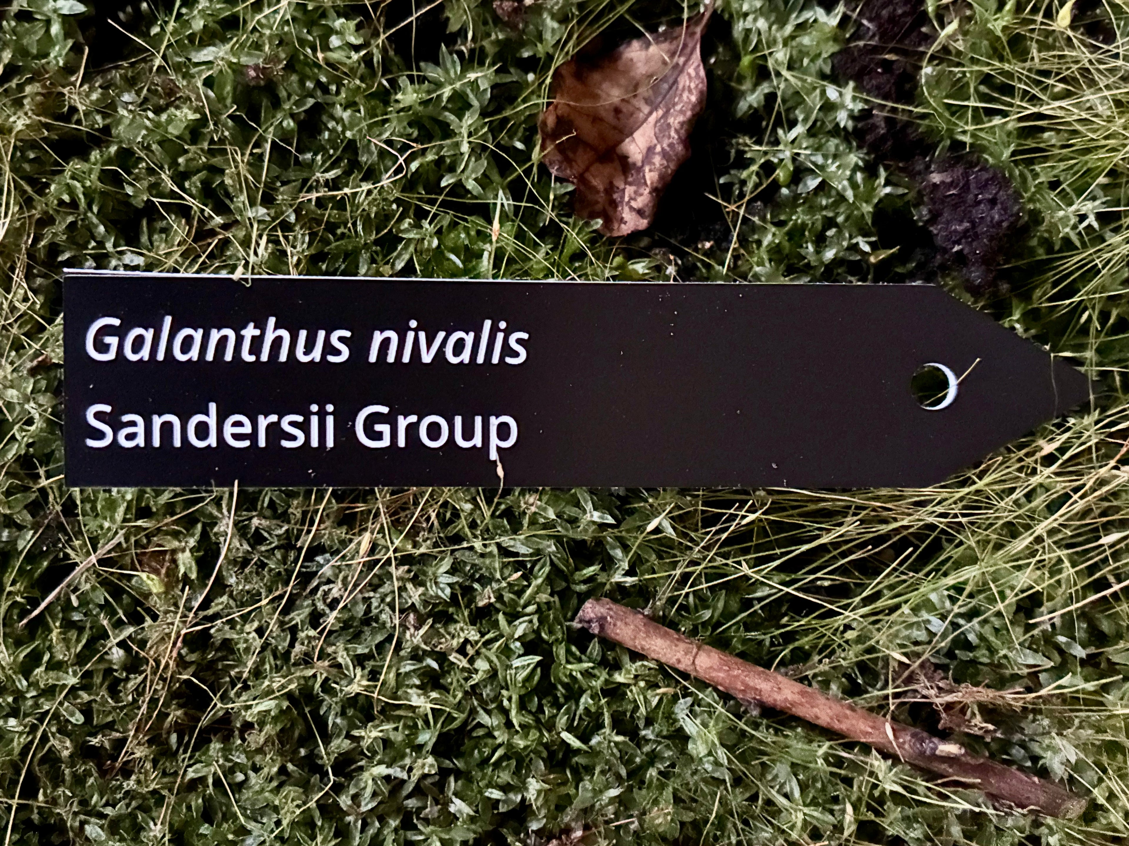 Galanthus nivalis Sandersii Group - Plant label