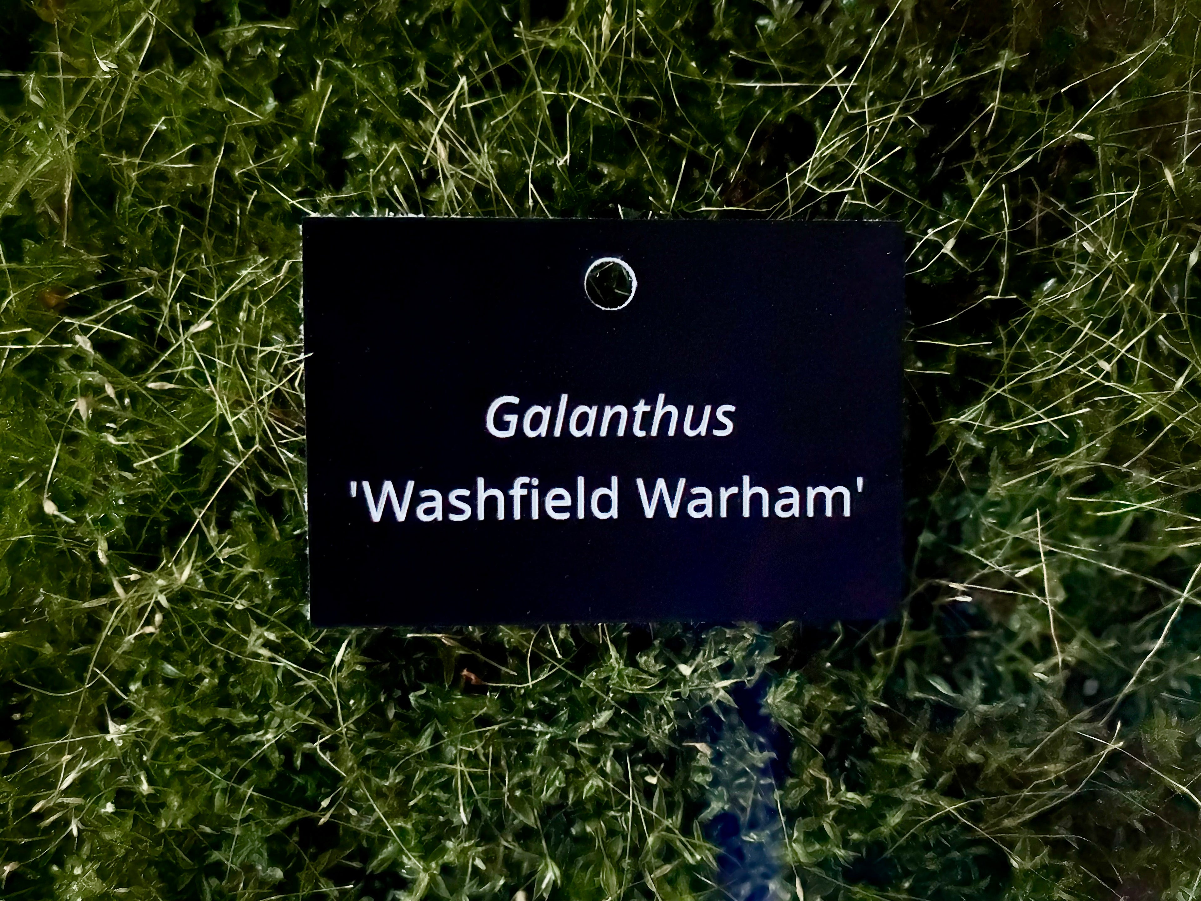 Galanthus 'Washfield Warham' - Plant label