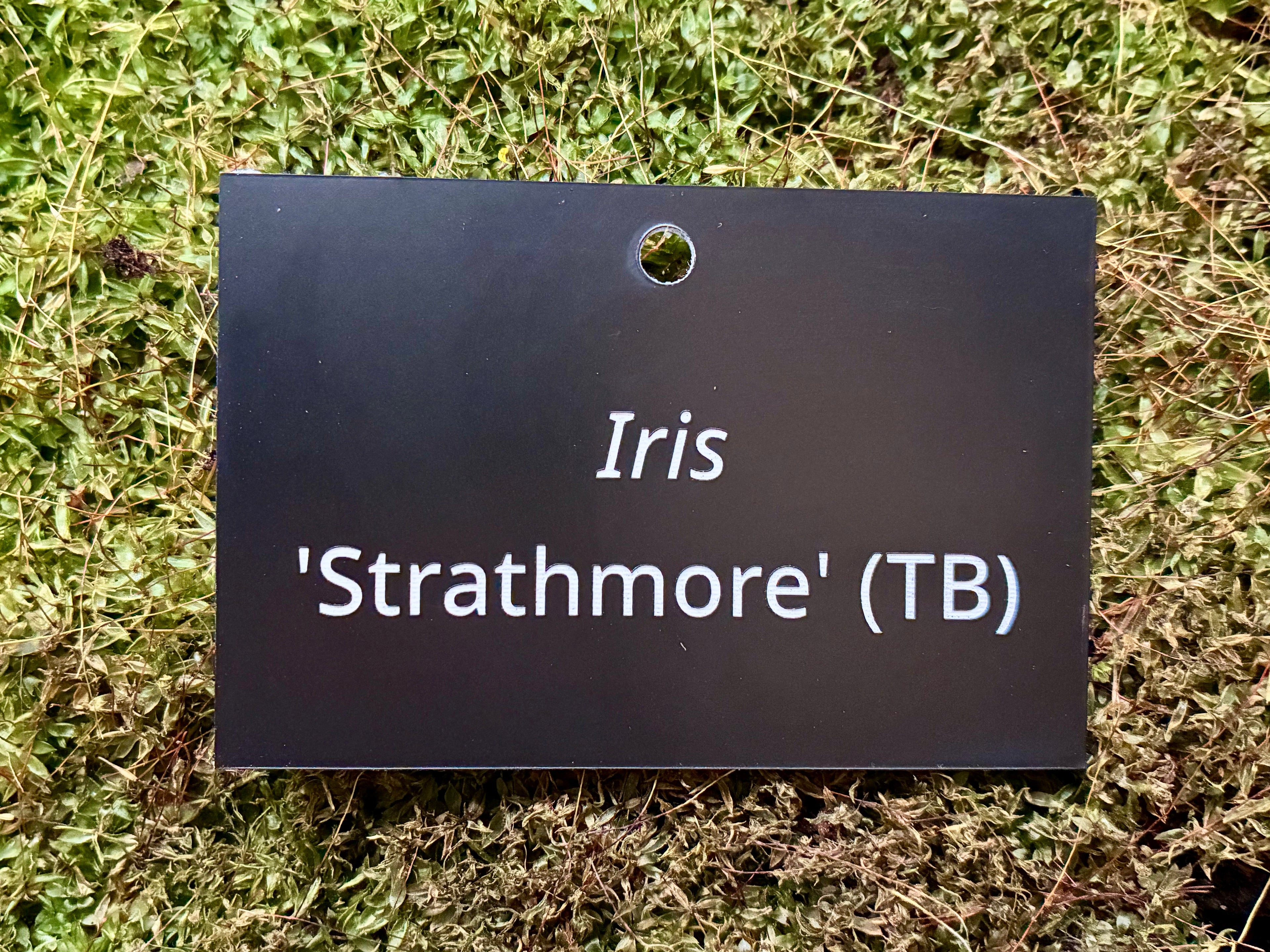 Iris 'Strathmore' (TB) - Plant label