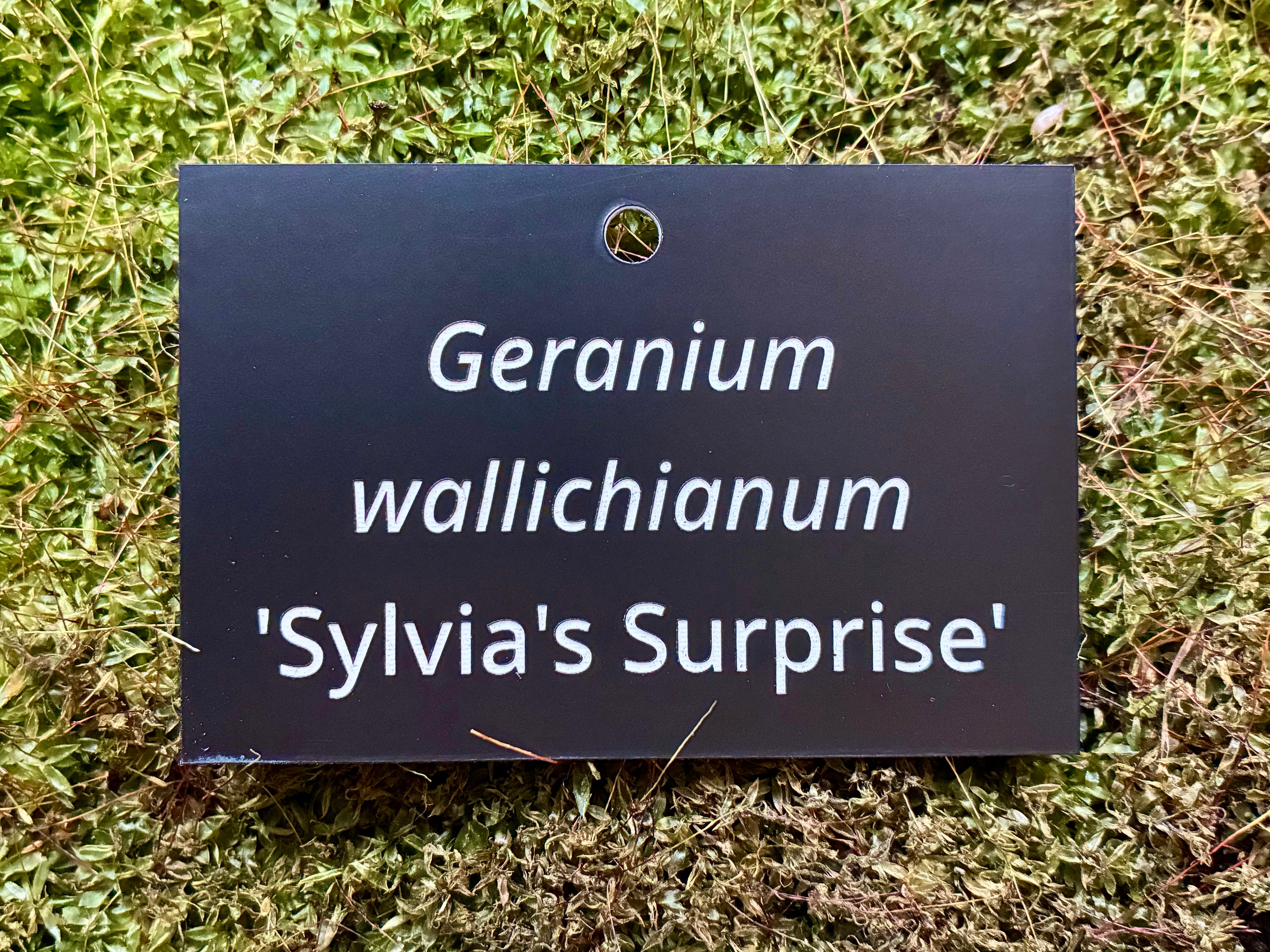 Geranium wallichianum 'Sylvia's Surprise' - Plant label