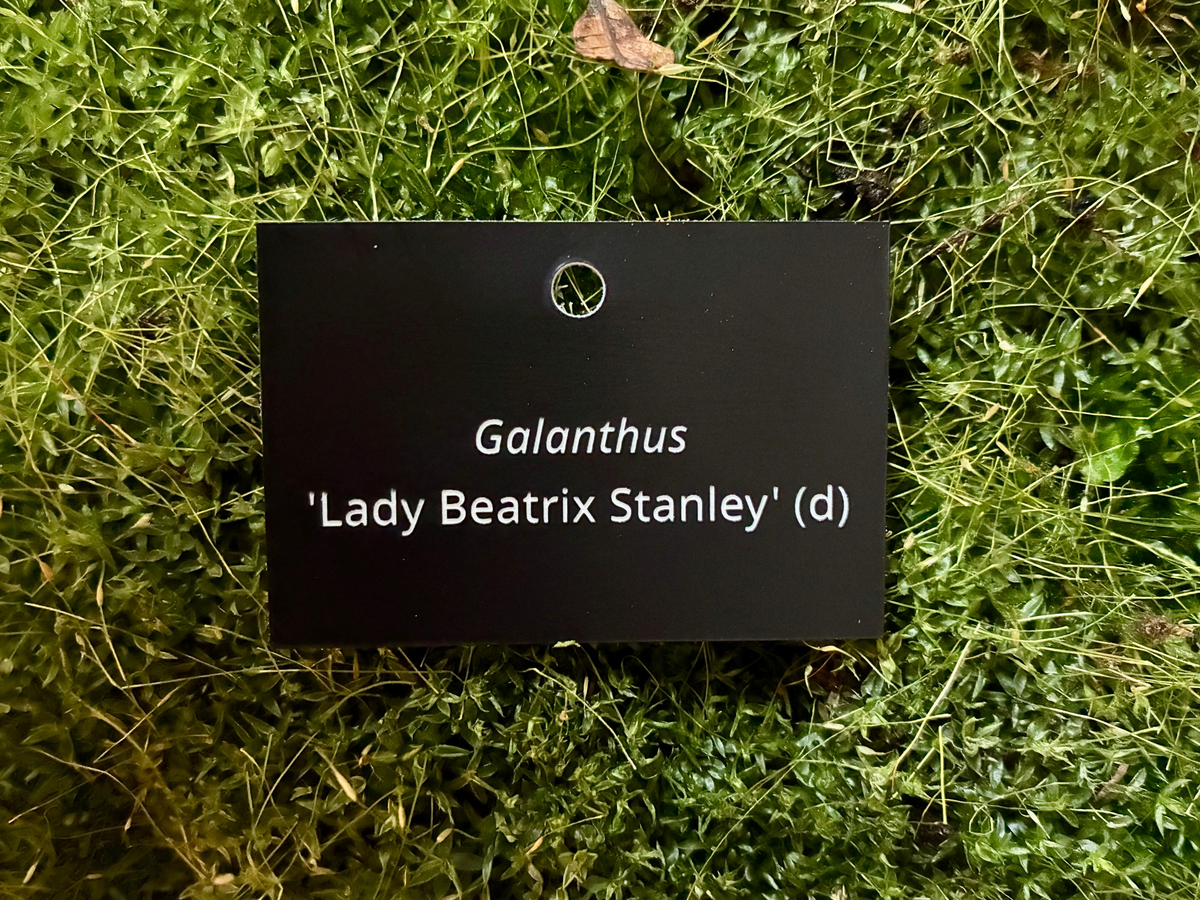 Galanthus 'Lady Beatrix Stanley' (d) - Plant label