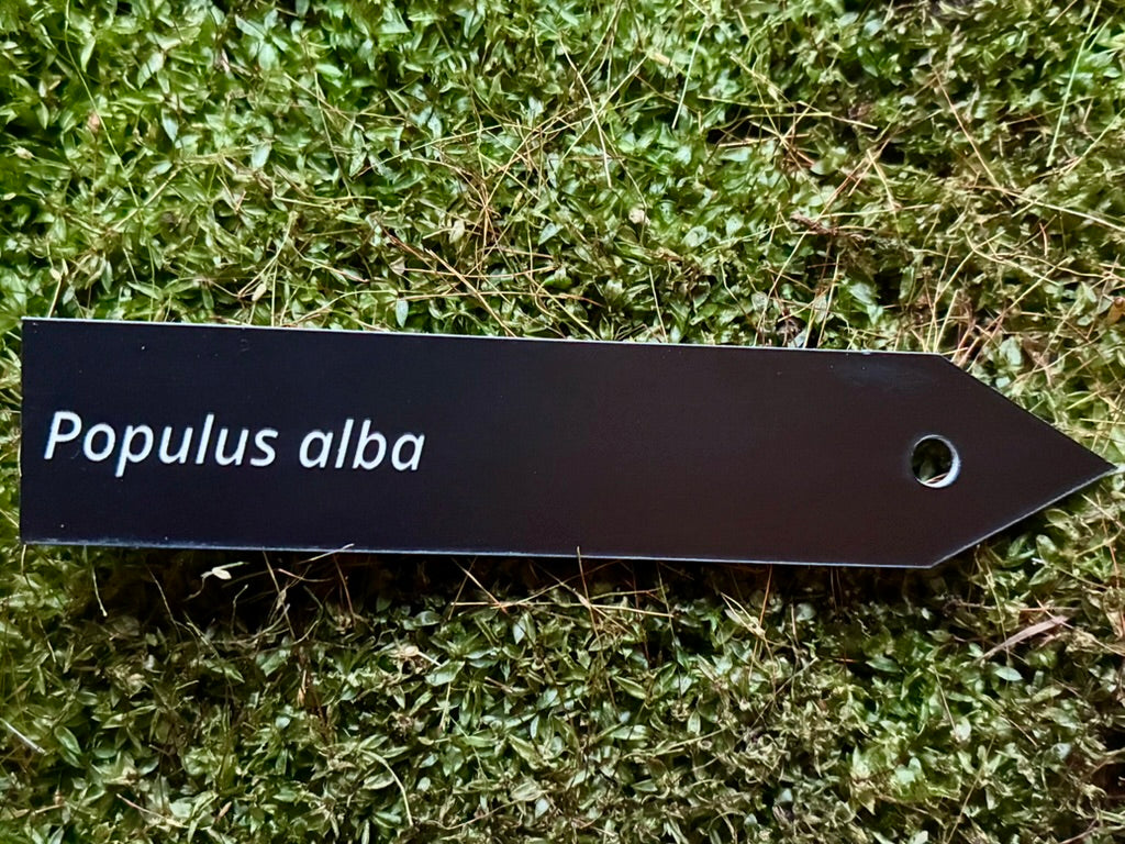 Populus alba - Plant label