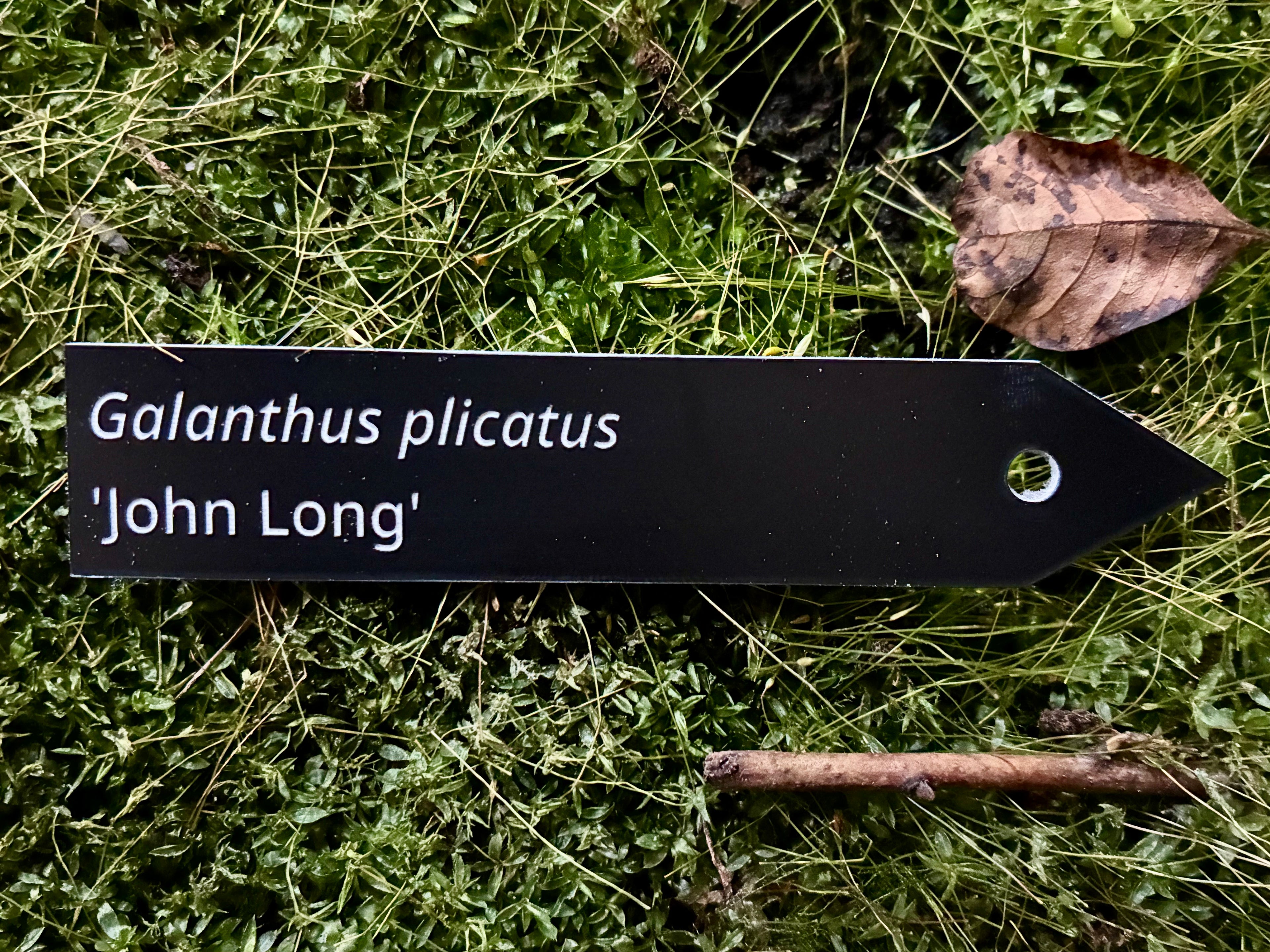 Galanthus plicatus 'John Long' - Plant label