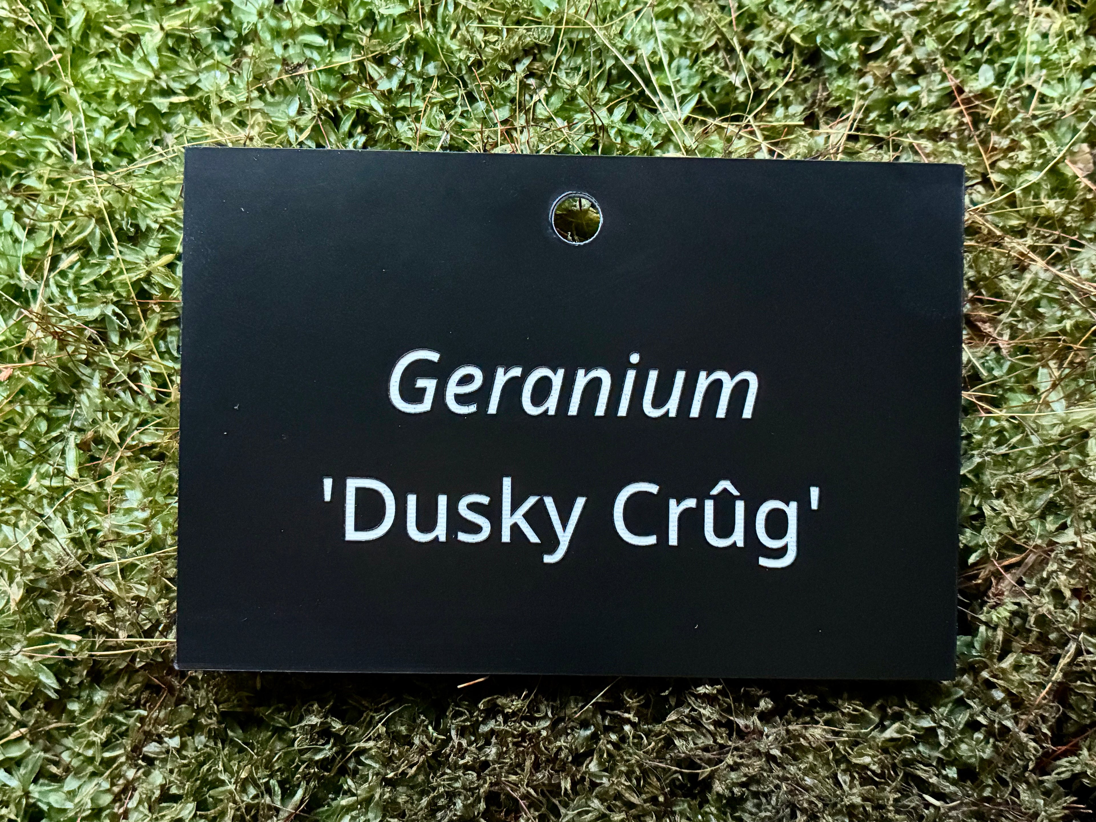 Geranium 'Dusky Crûg' - Plant label