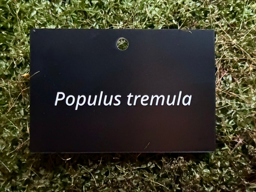 Populus tremula - Plant label
