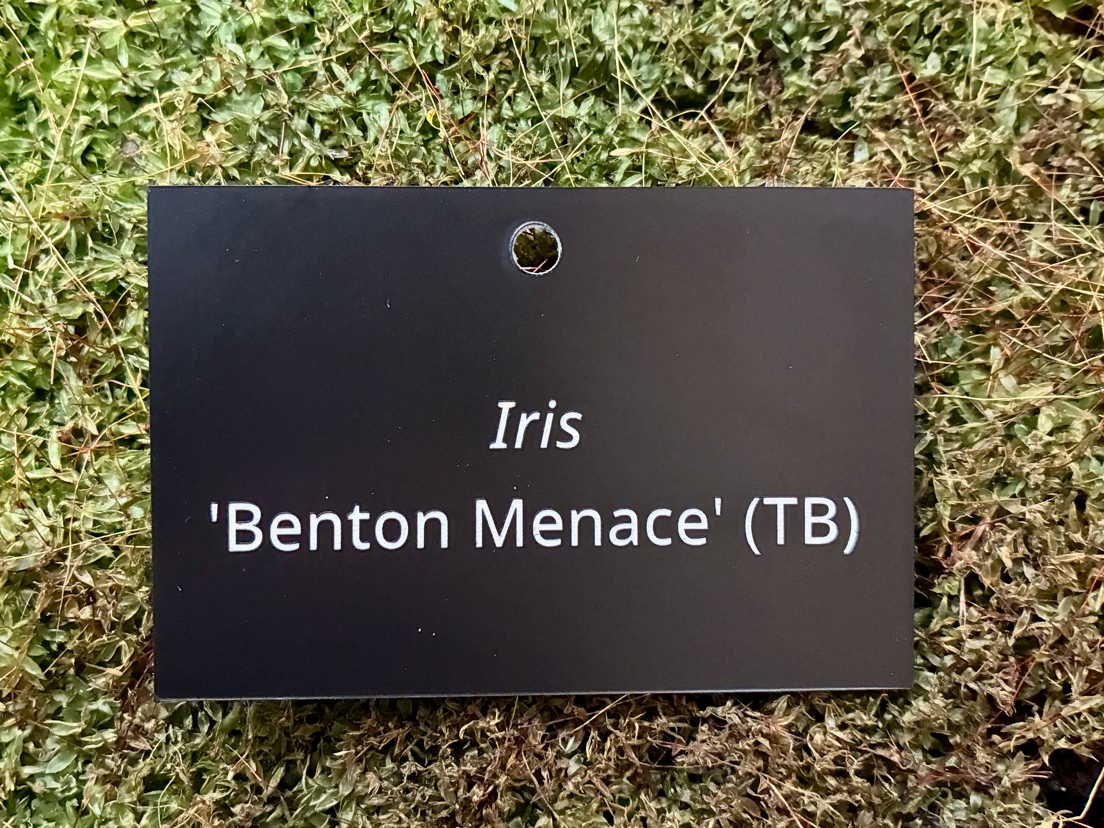 Iris 'Benton Menace' (TB) - Plant label