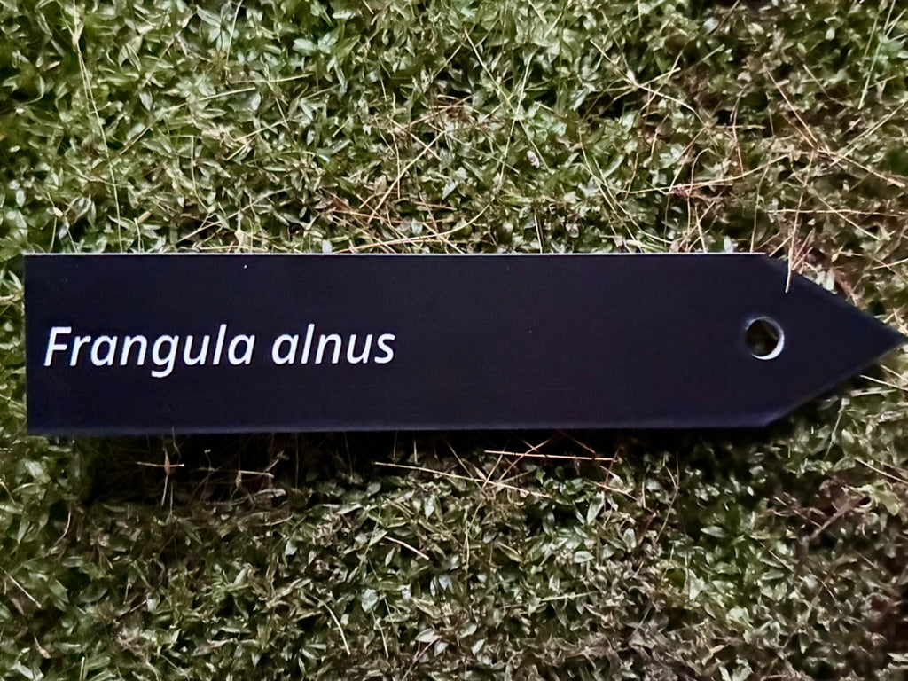 Frangula alnus - Plant label