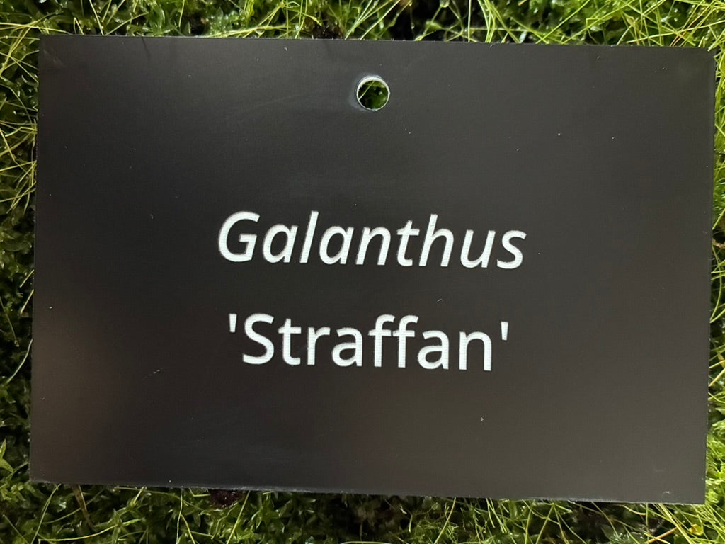 Galanthus 'Straffan' - Plant label